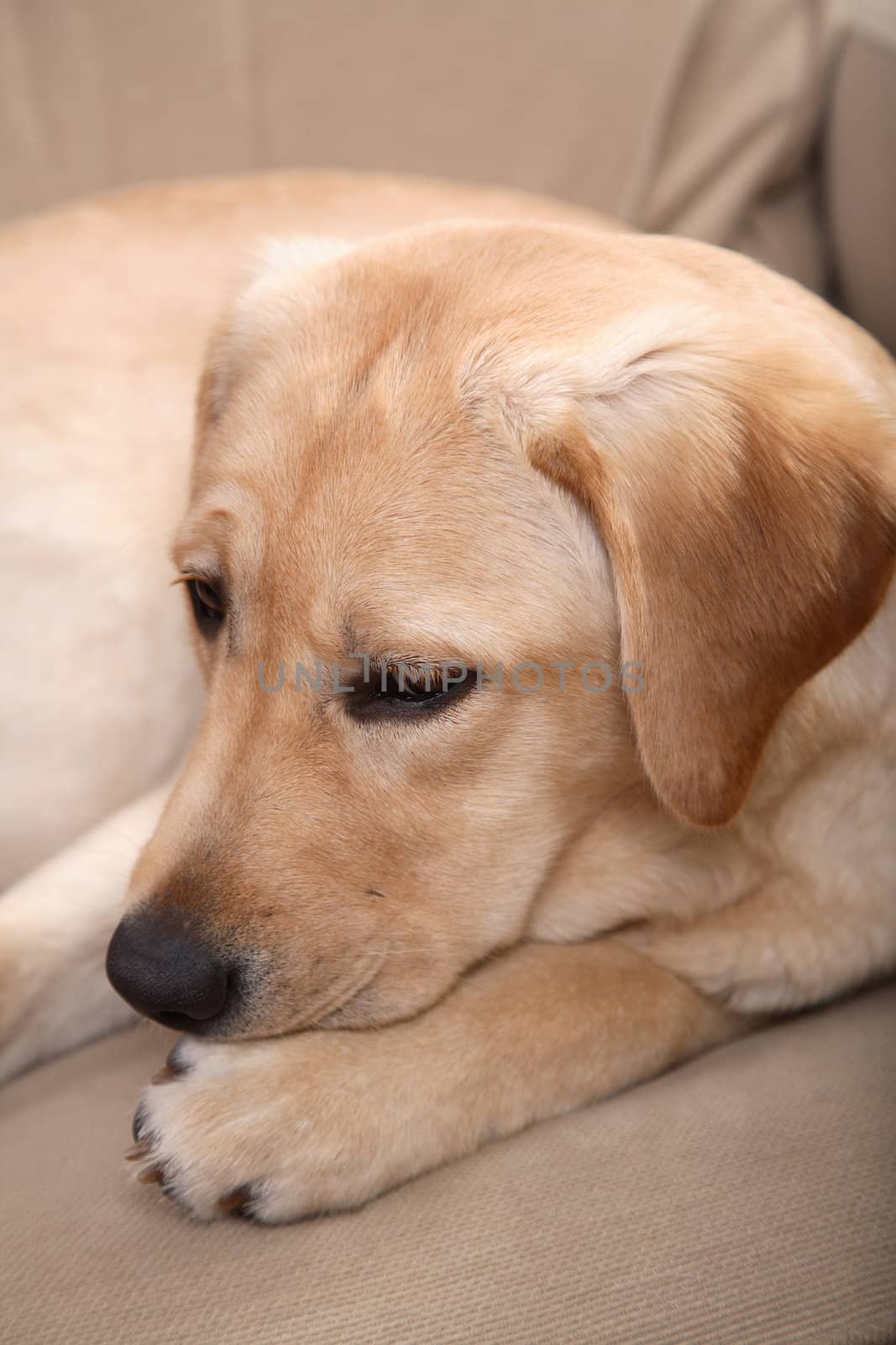 Indoor dog portrait of a Labrador Retriever