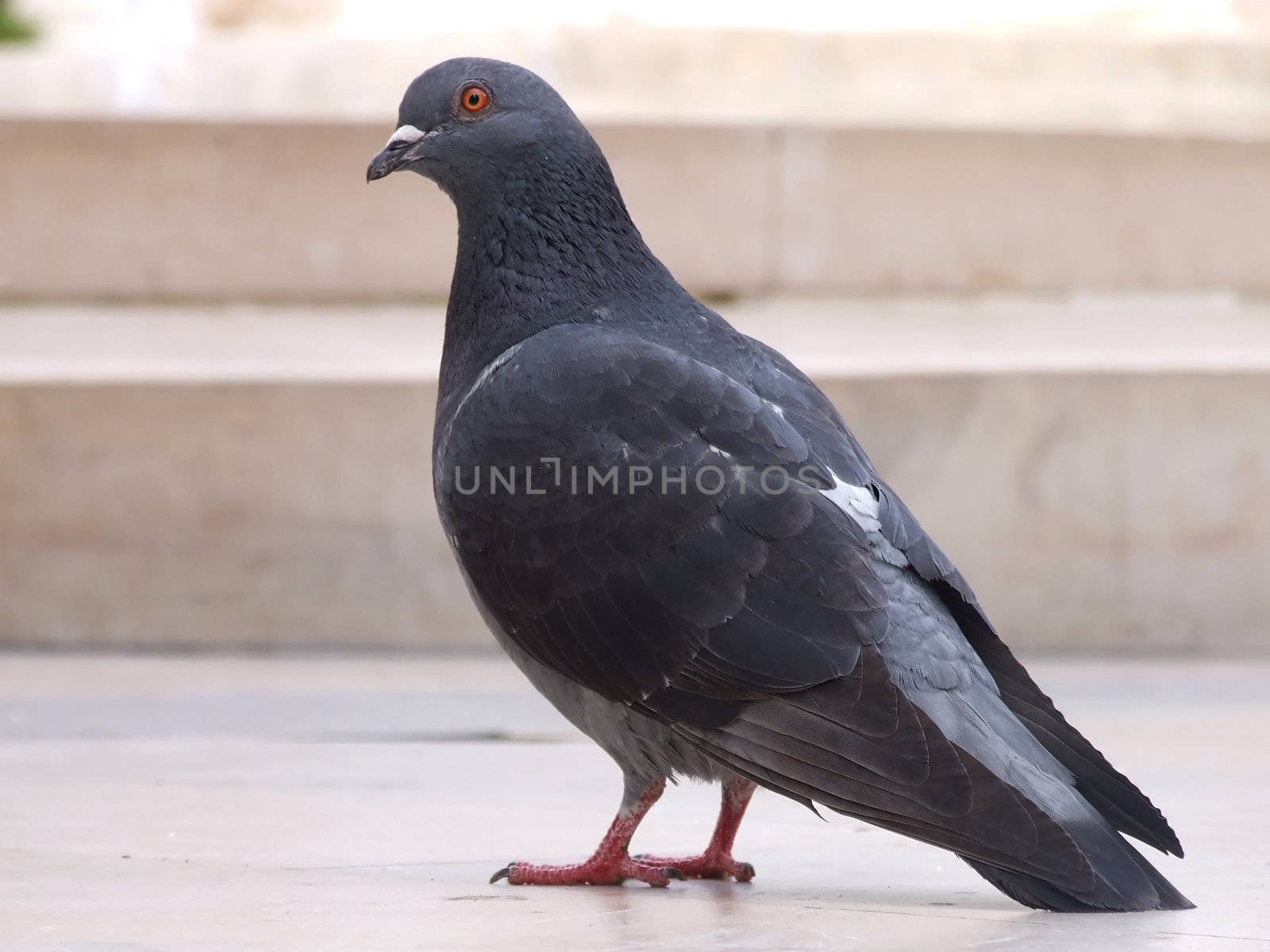 City pigeon by PauloResende