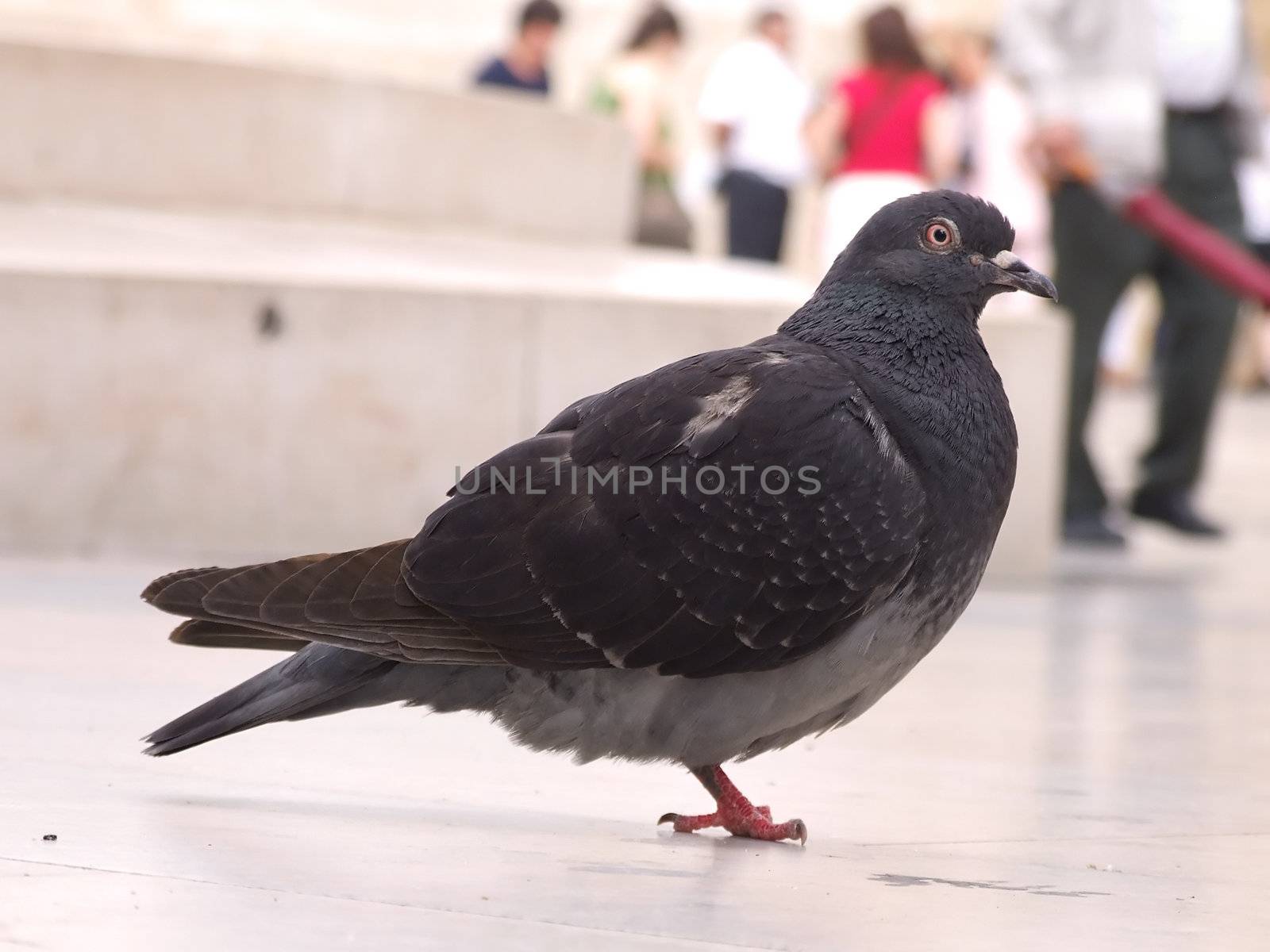 Detail from a city pigeon