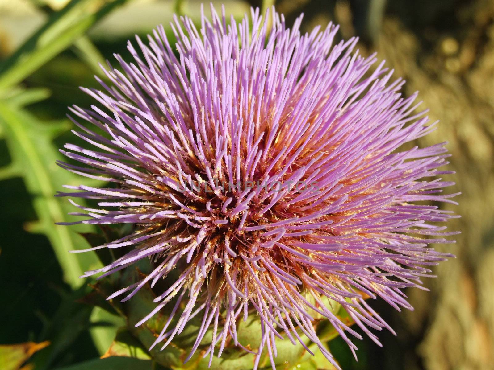 Close up on a strange flower