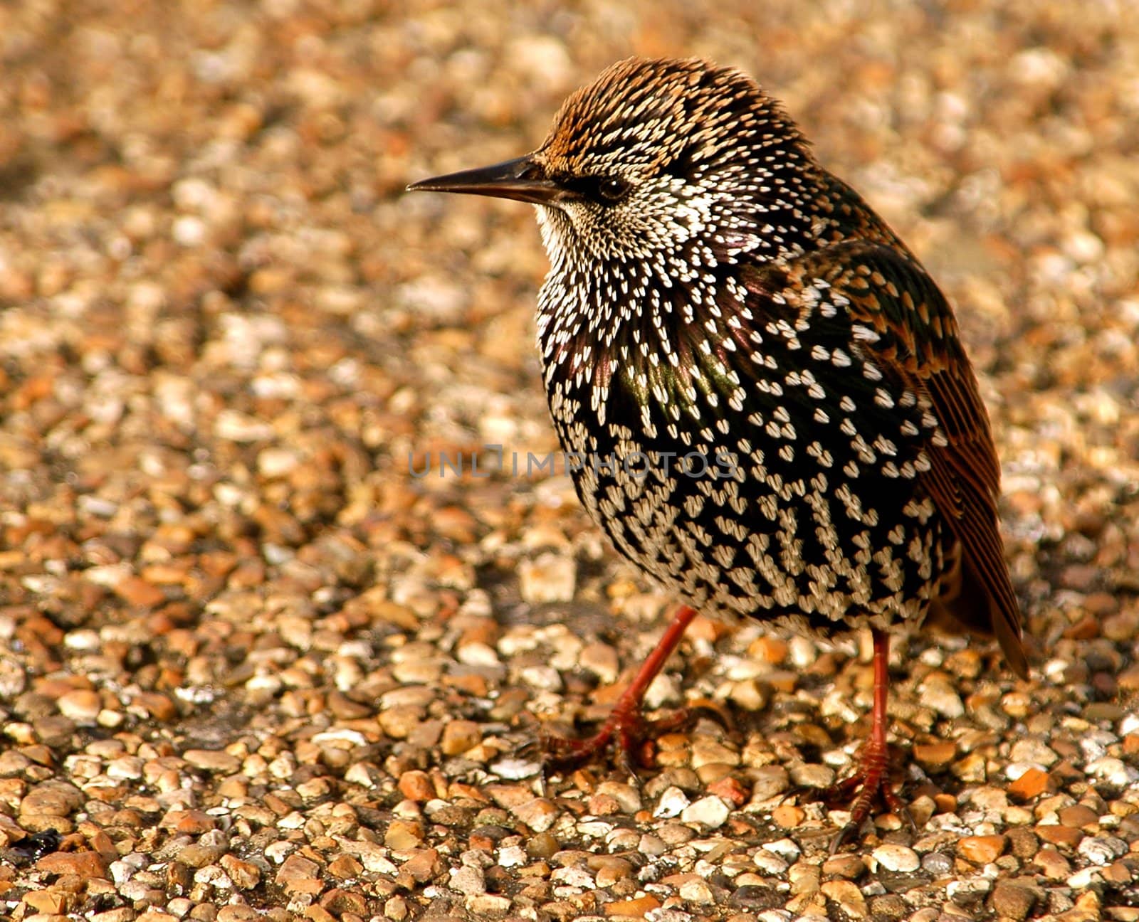 close up on starling in London park