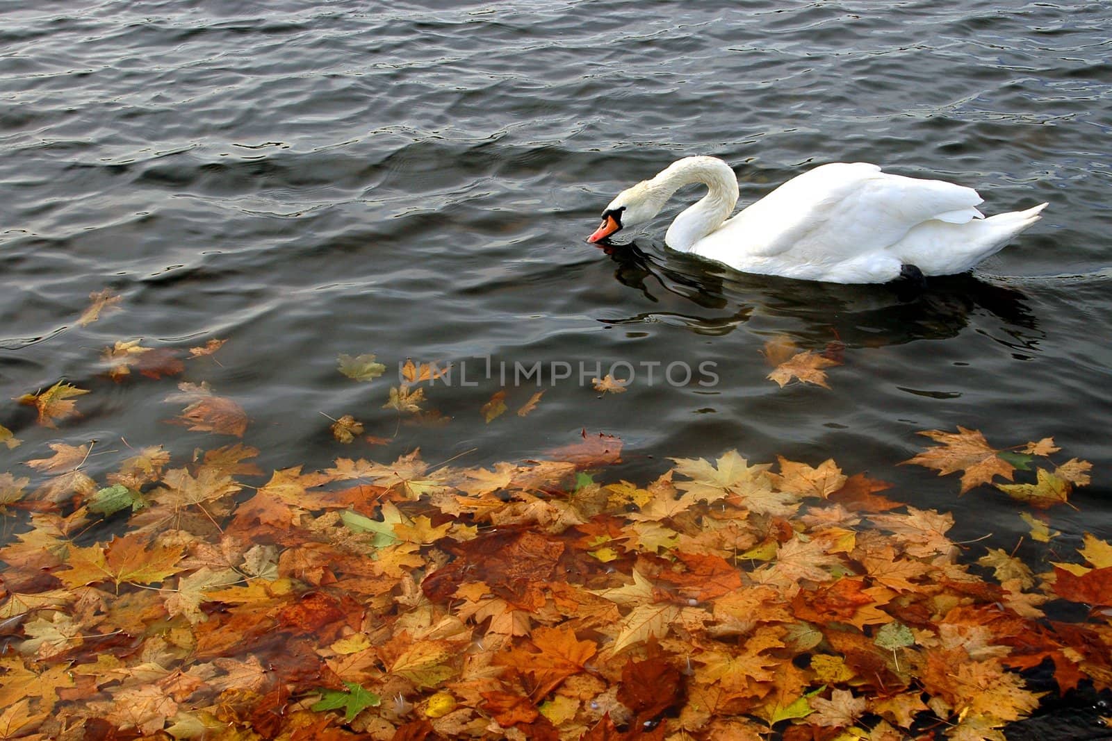 Swan in a lake at Autumn