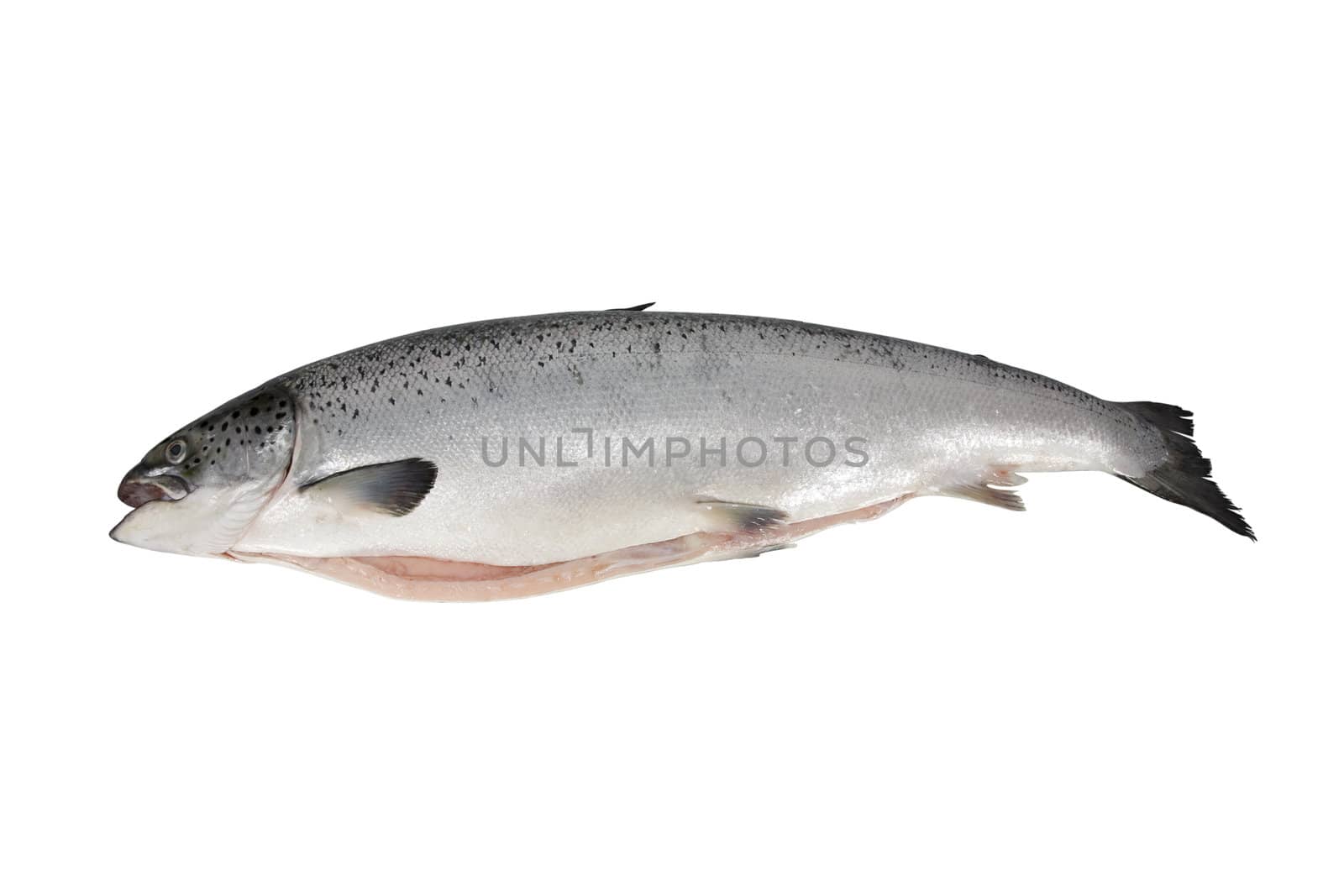 Close-up and isolation on a dead snook