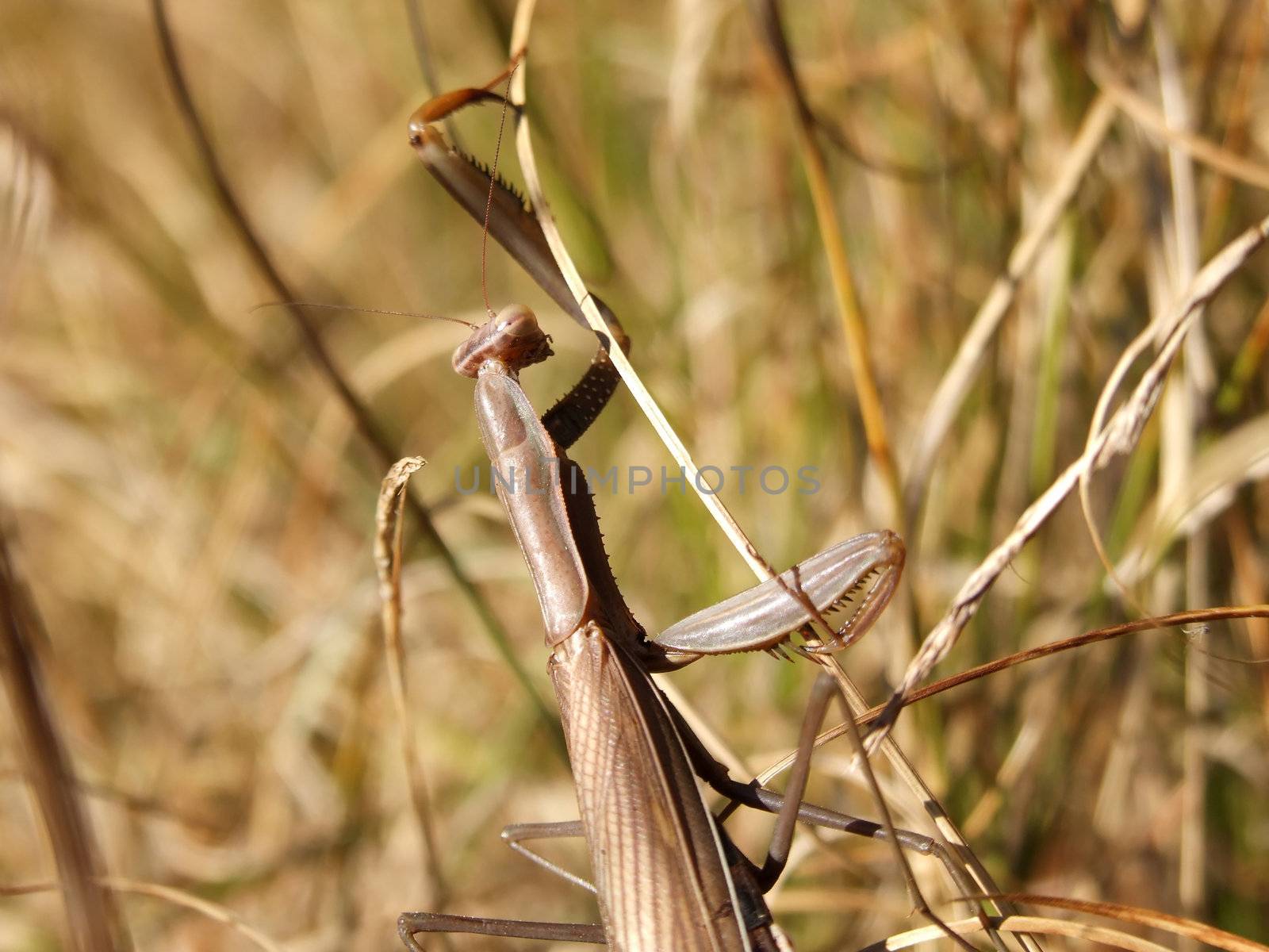 Body view of a Praying Mantis