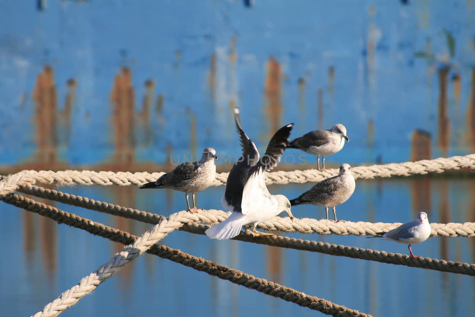 Seagulls resting into the ropes
