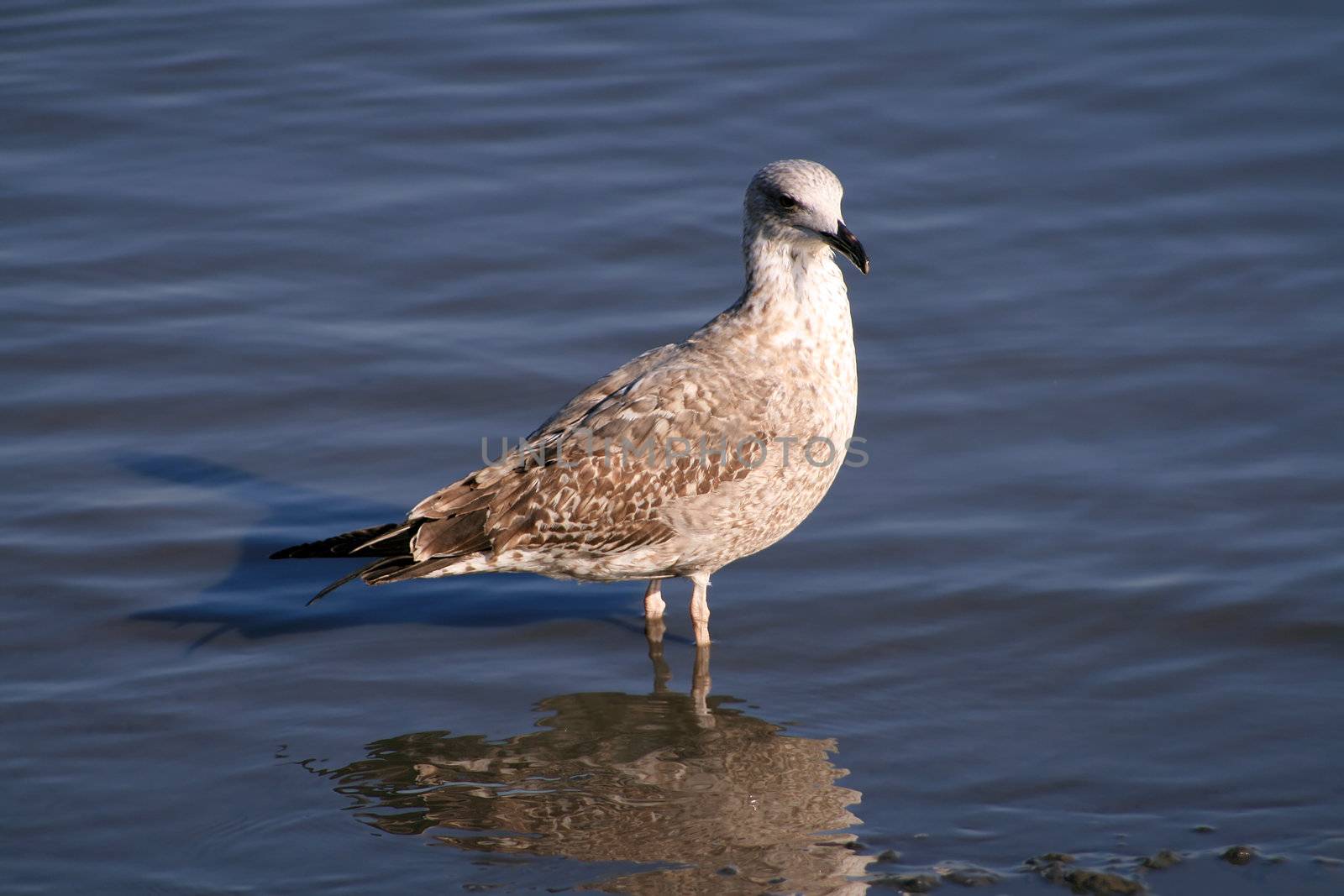 Seagull into the water