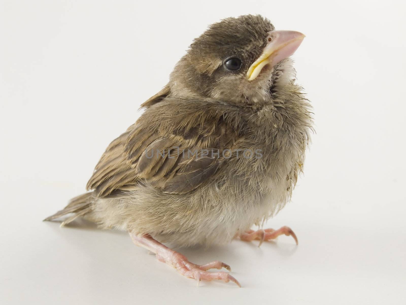 sparrow on white background