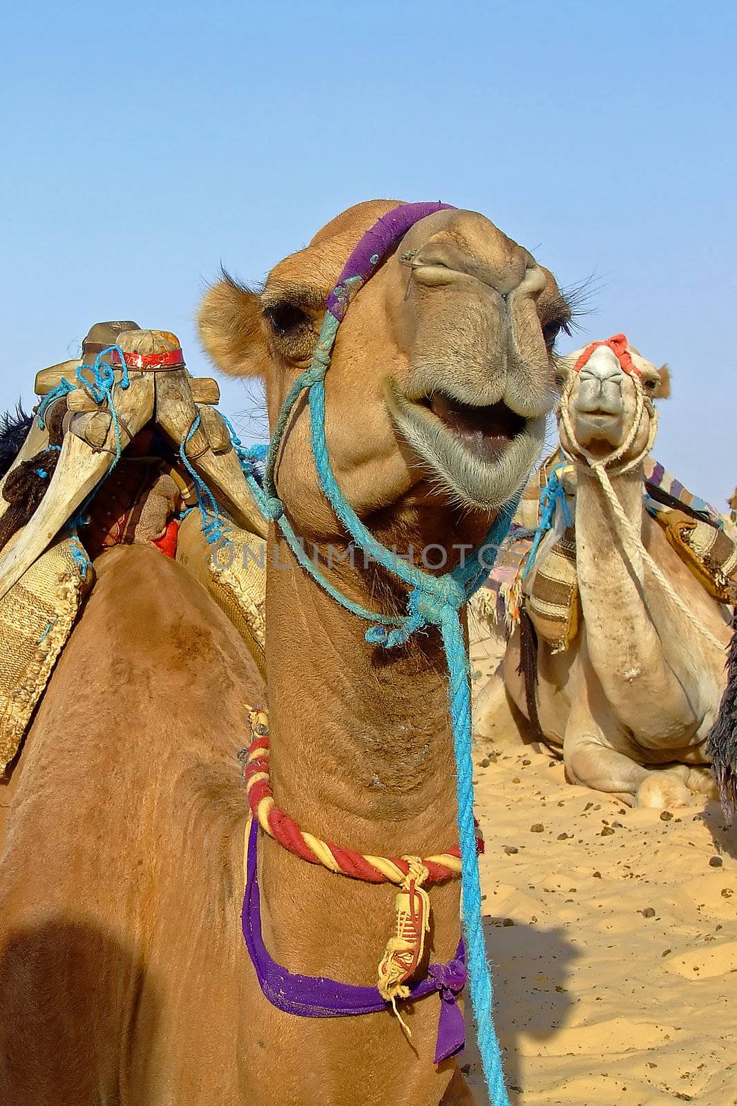 Camel on sahara by PauloResende