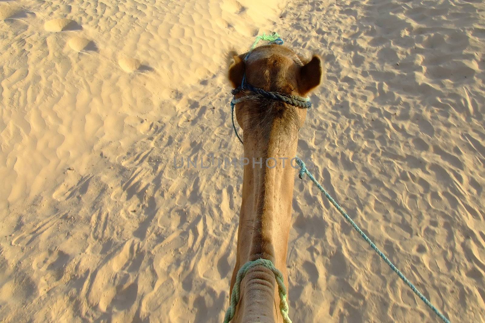 Riding a camel in the Sahara desert