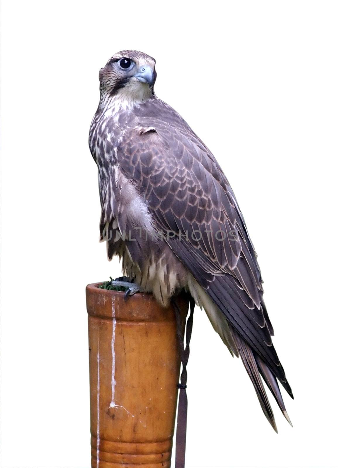 Isolated gray eagle or in latin Harpyhaliaetus coronatus