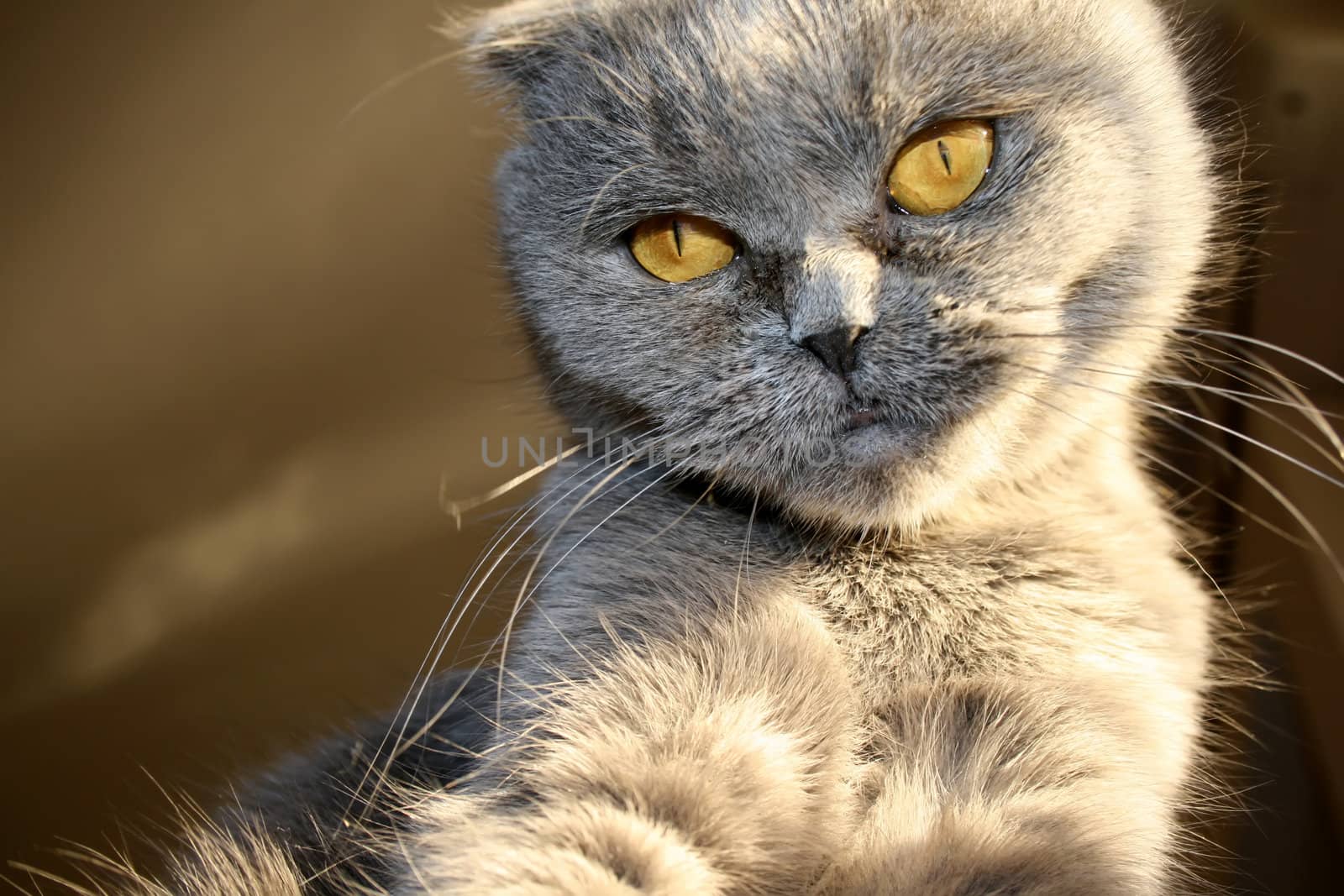 Scottish fold cat close-up photo