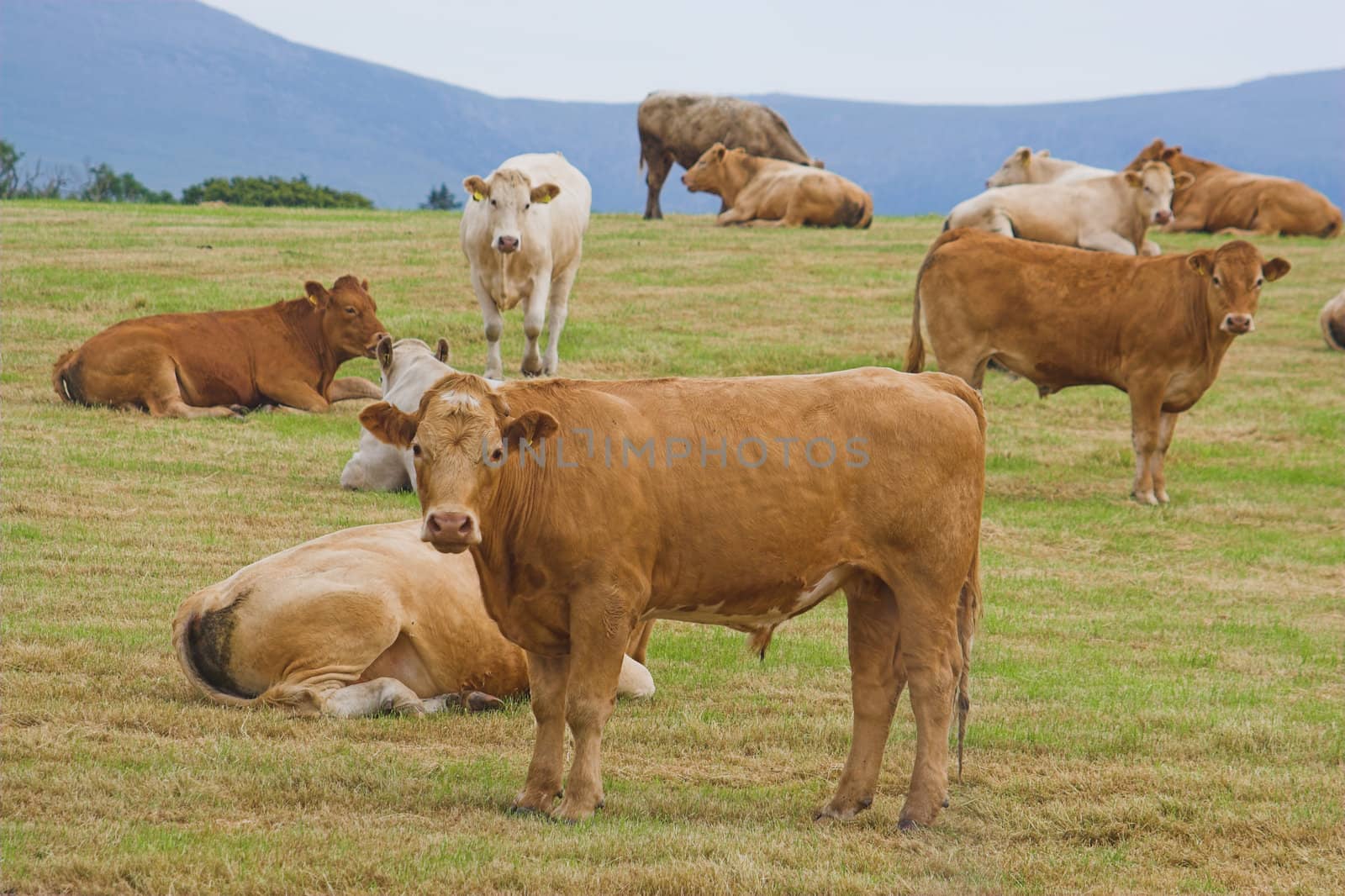 A herd of young bulls look curiously at the camera