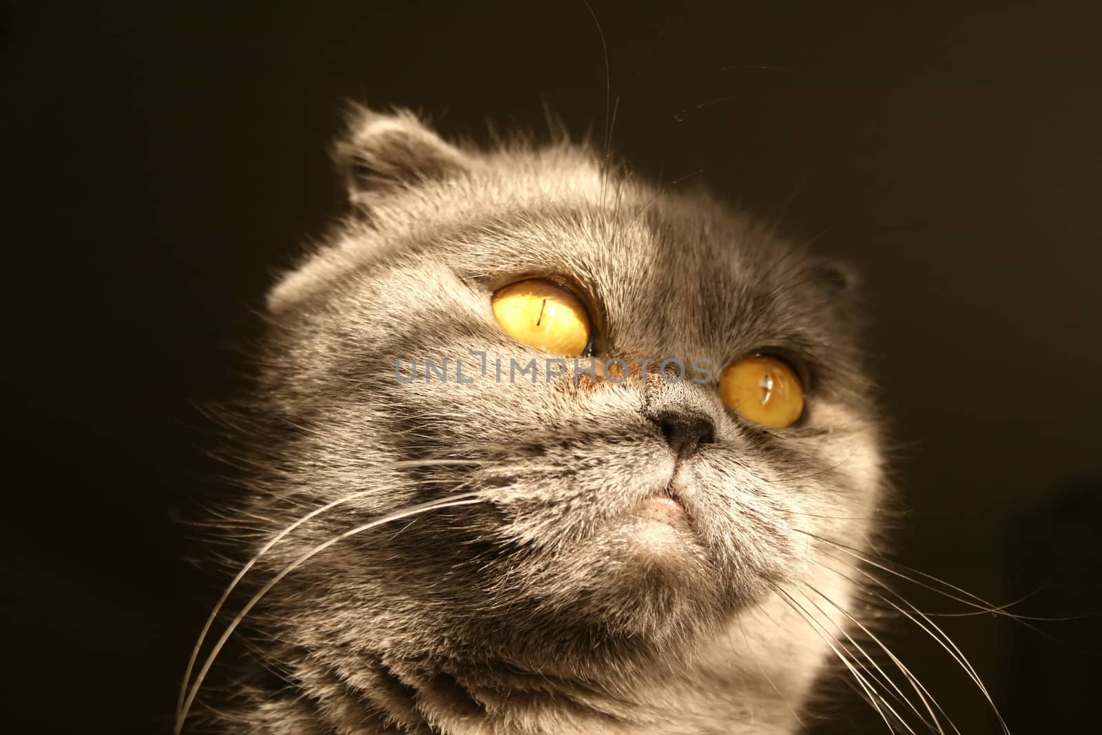 Scottish fold cat close-up photo