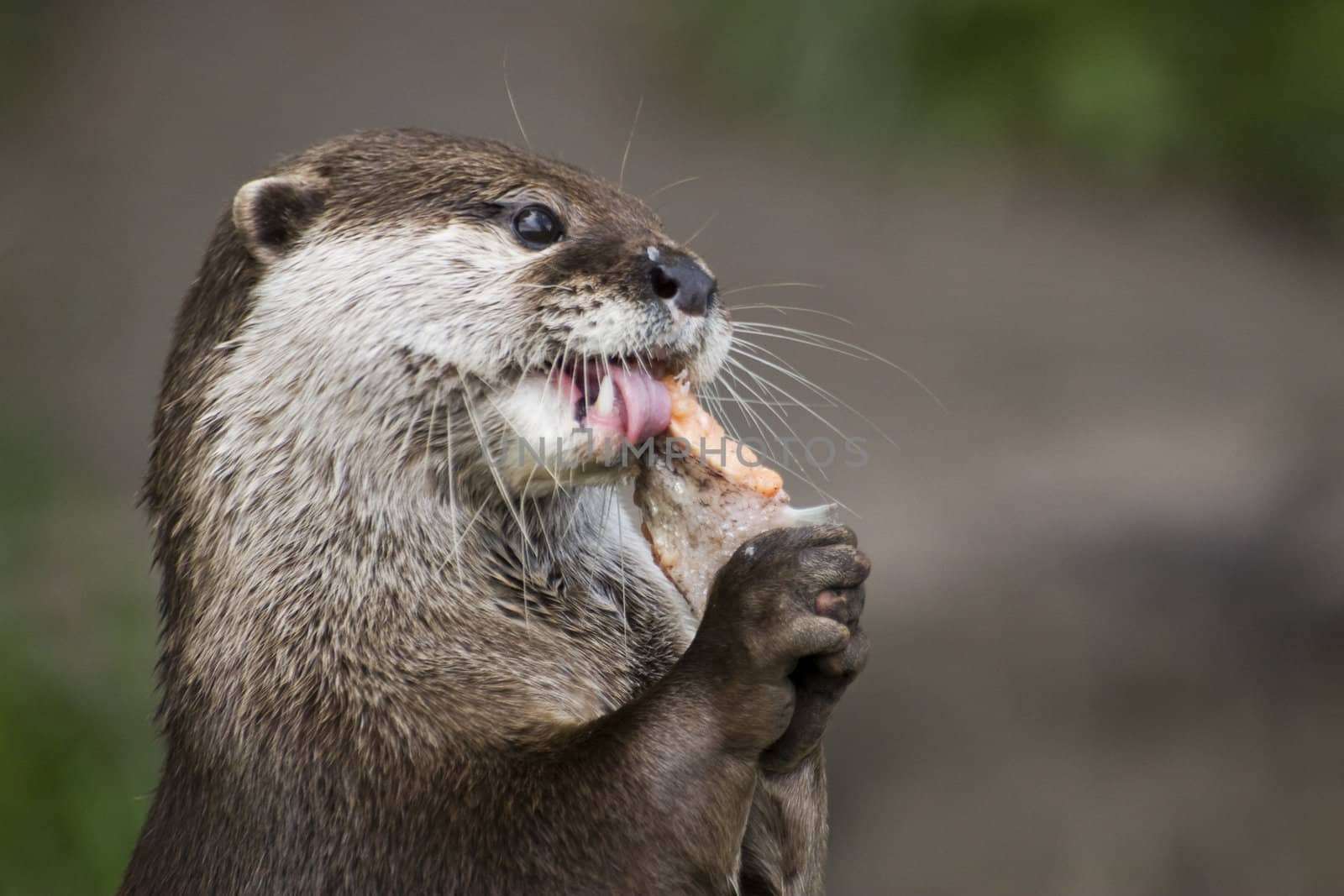 Portrait of an otter eating a fish