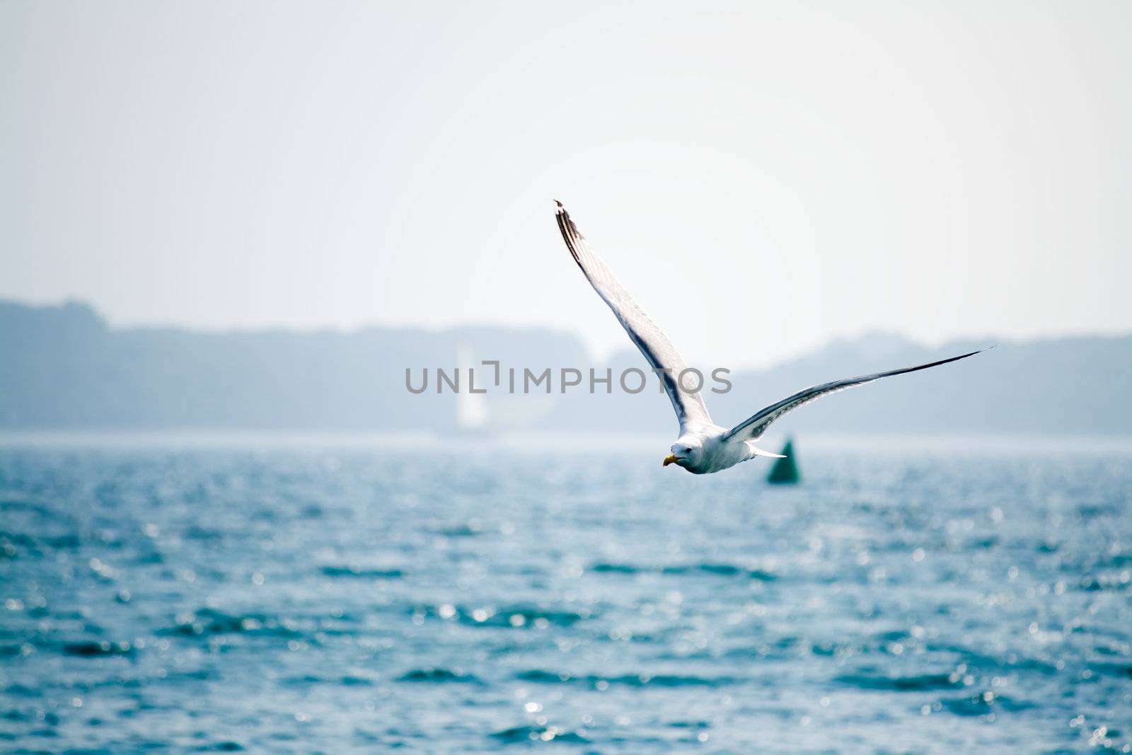 seagull flying over the blue surface of the sea