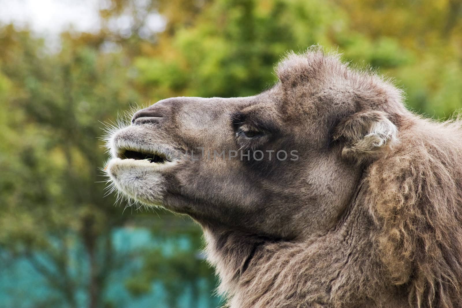 A close up of a camel's head