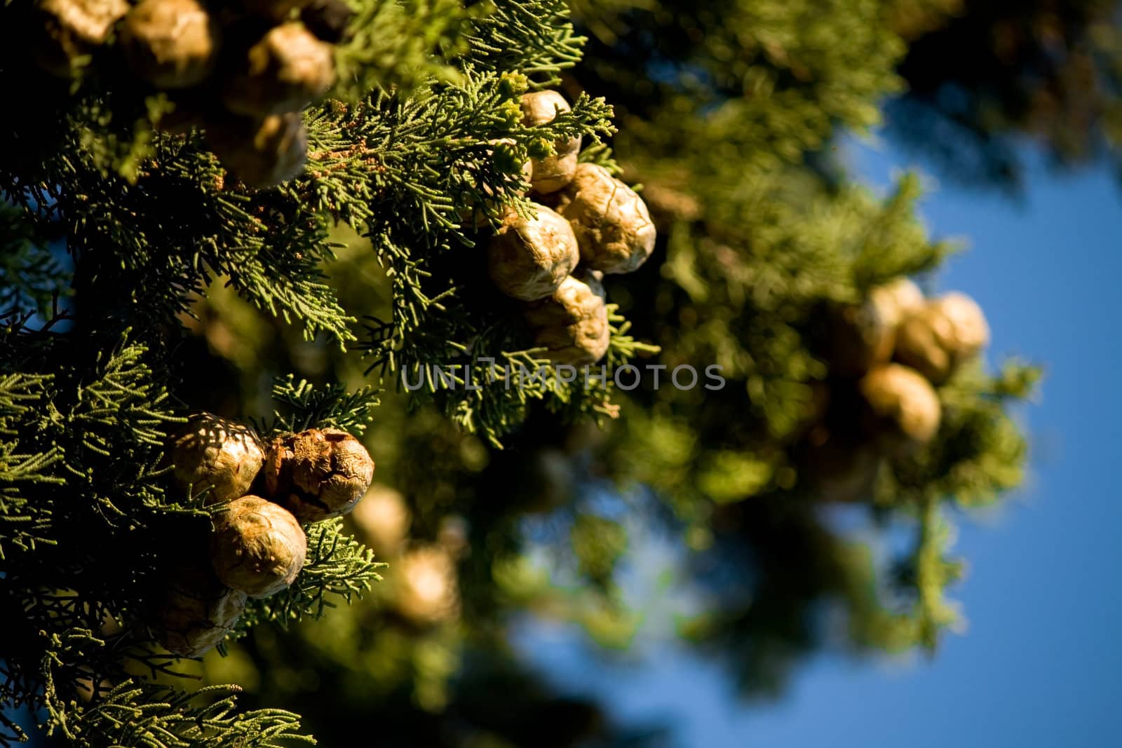 close up of a cypress branches against blue sky