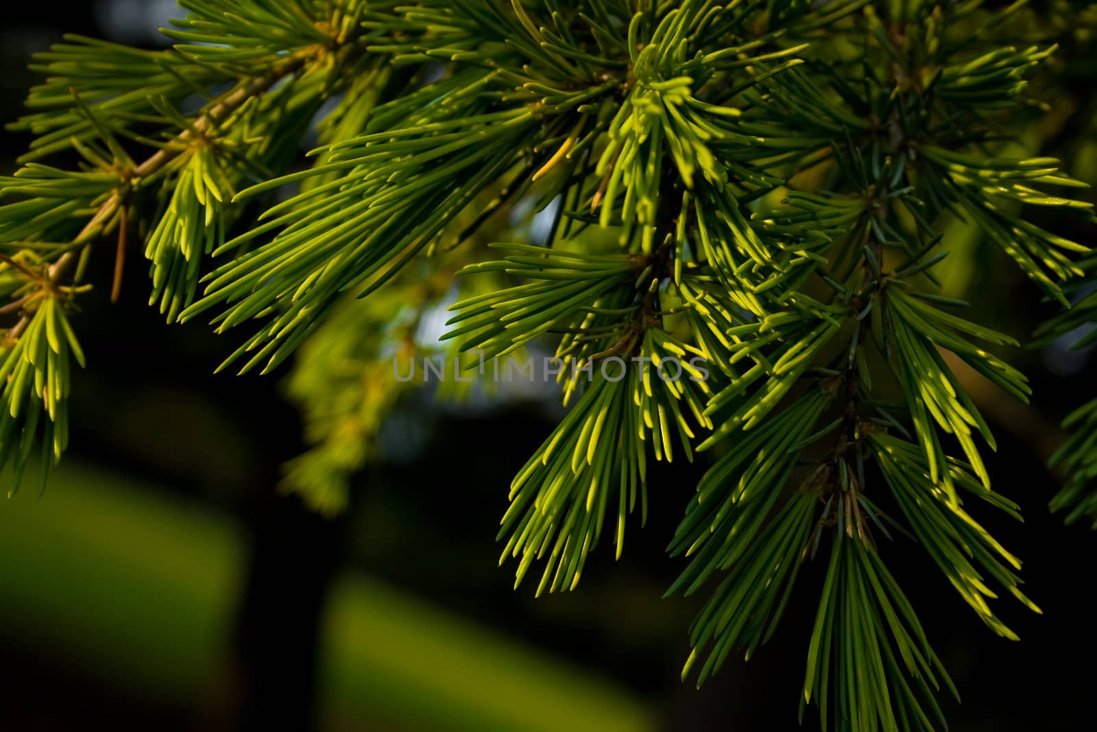 pine tree branches by nubephoto