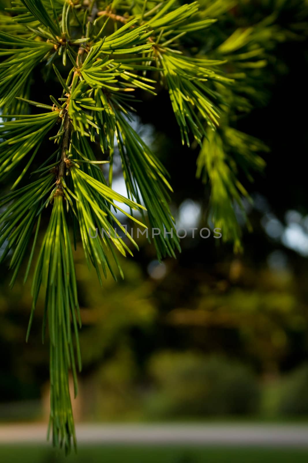 pine tree branches by nubephoto