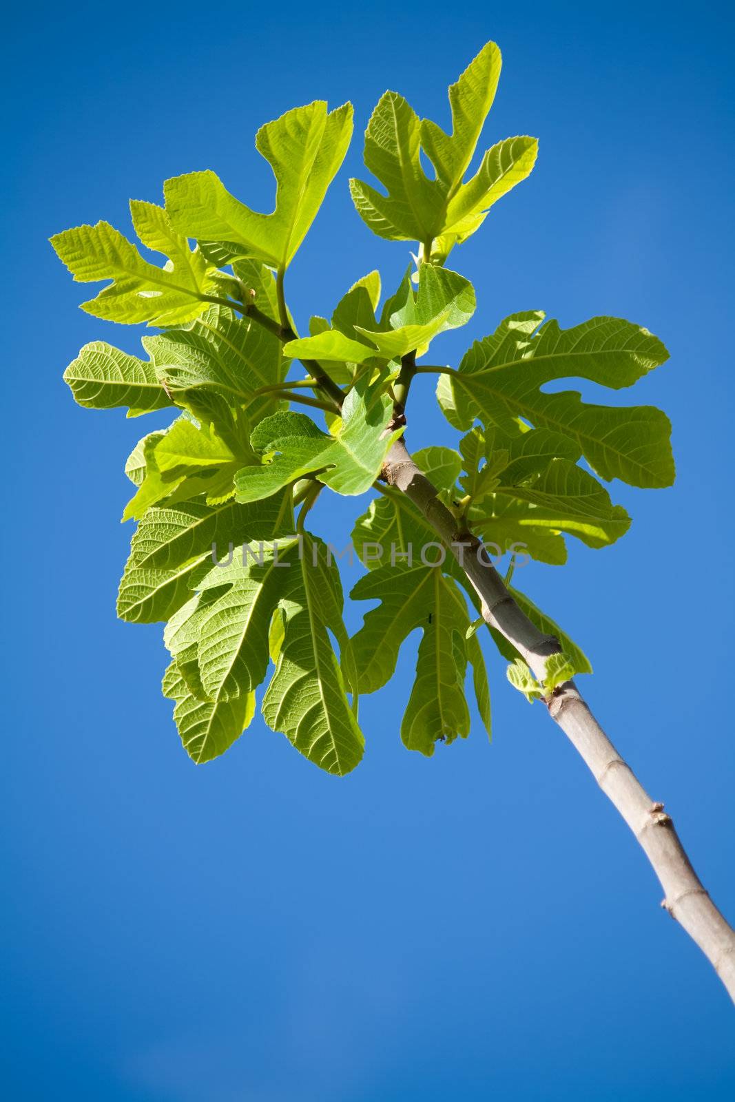 fig tree branch against blue sky