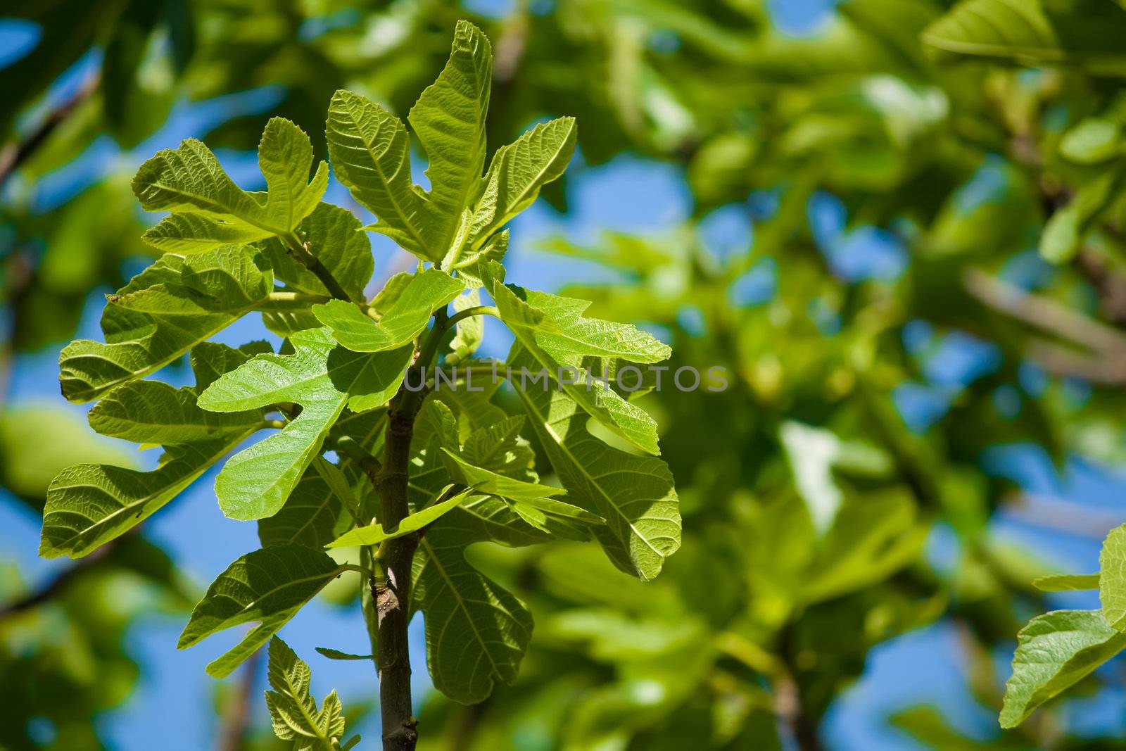 close up of fig tree branches against blue sky