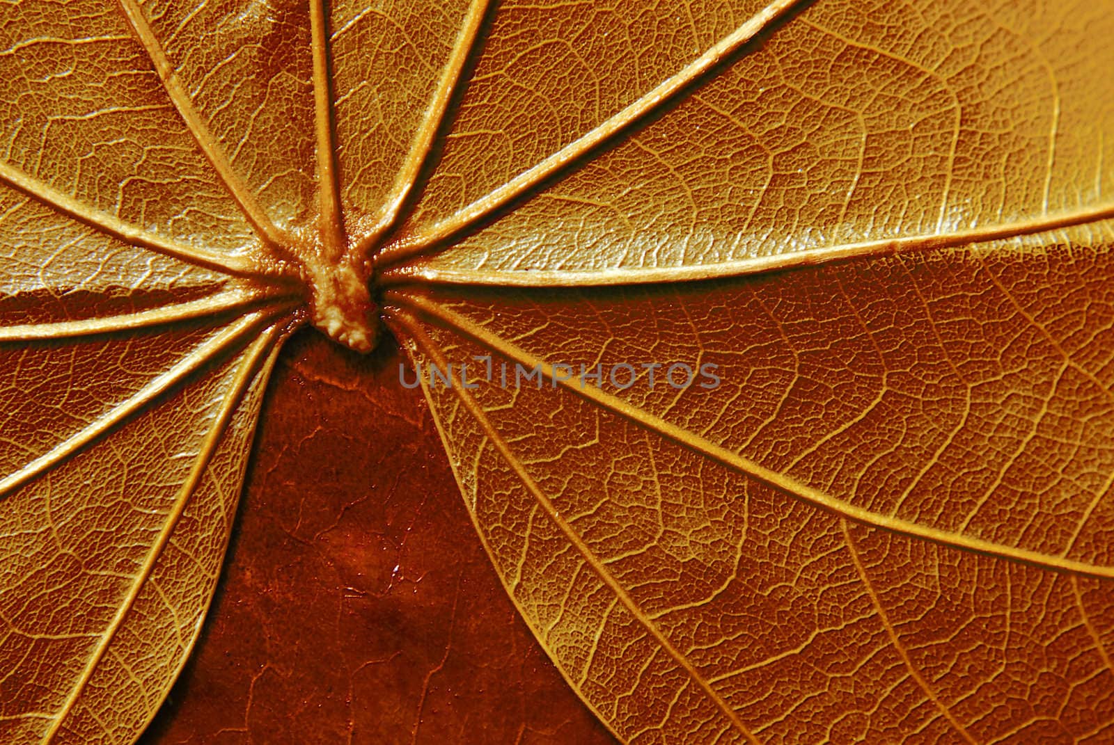 texture of leaf by severija