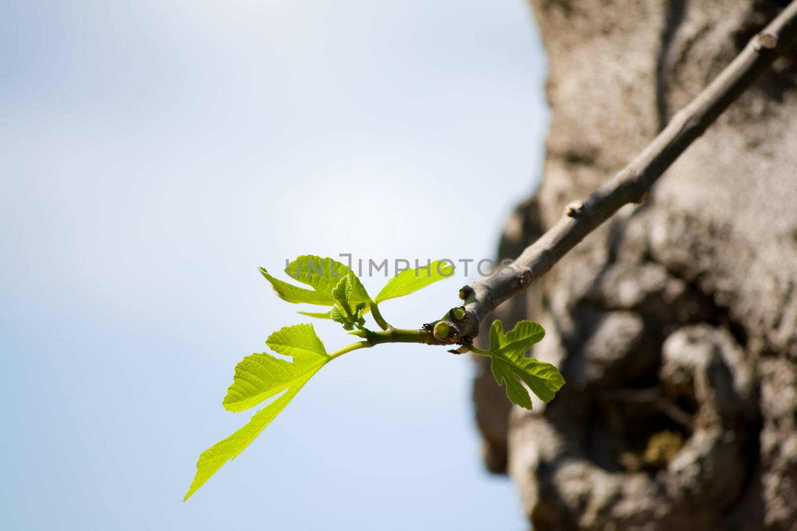 fig tree close up by nubephoto