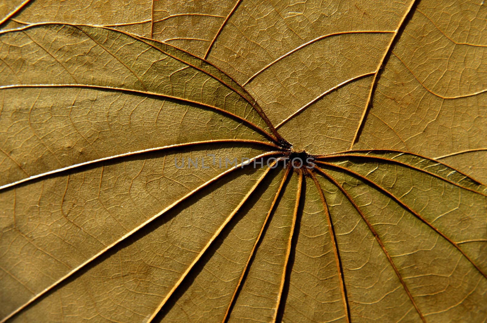 texture of leaves by severija