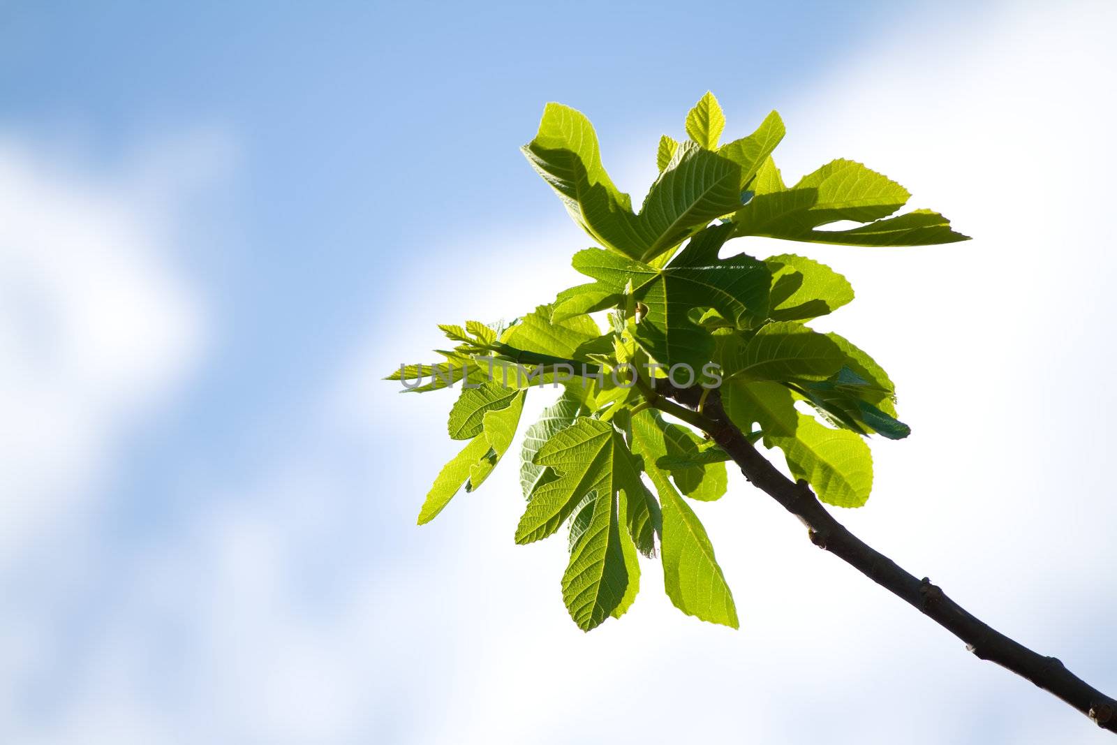 close up of a fig tree branch against white clouds