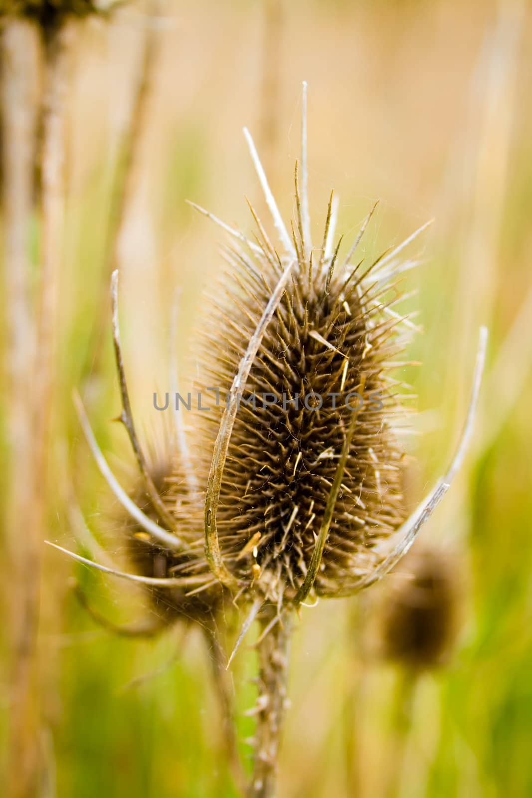 close up of a thistle with grass in background