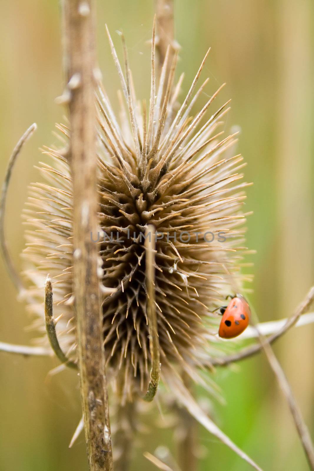 close up of a thistle with ladybird on it and grass in background