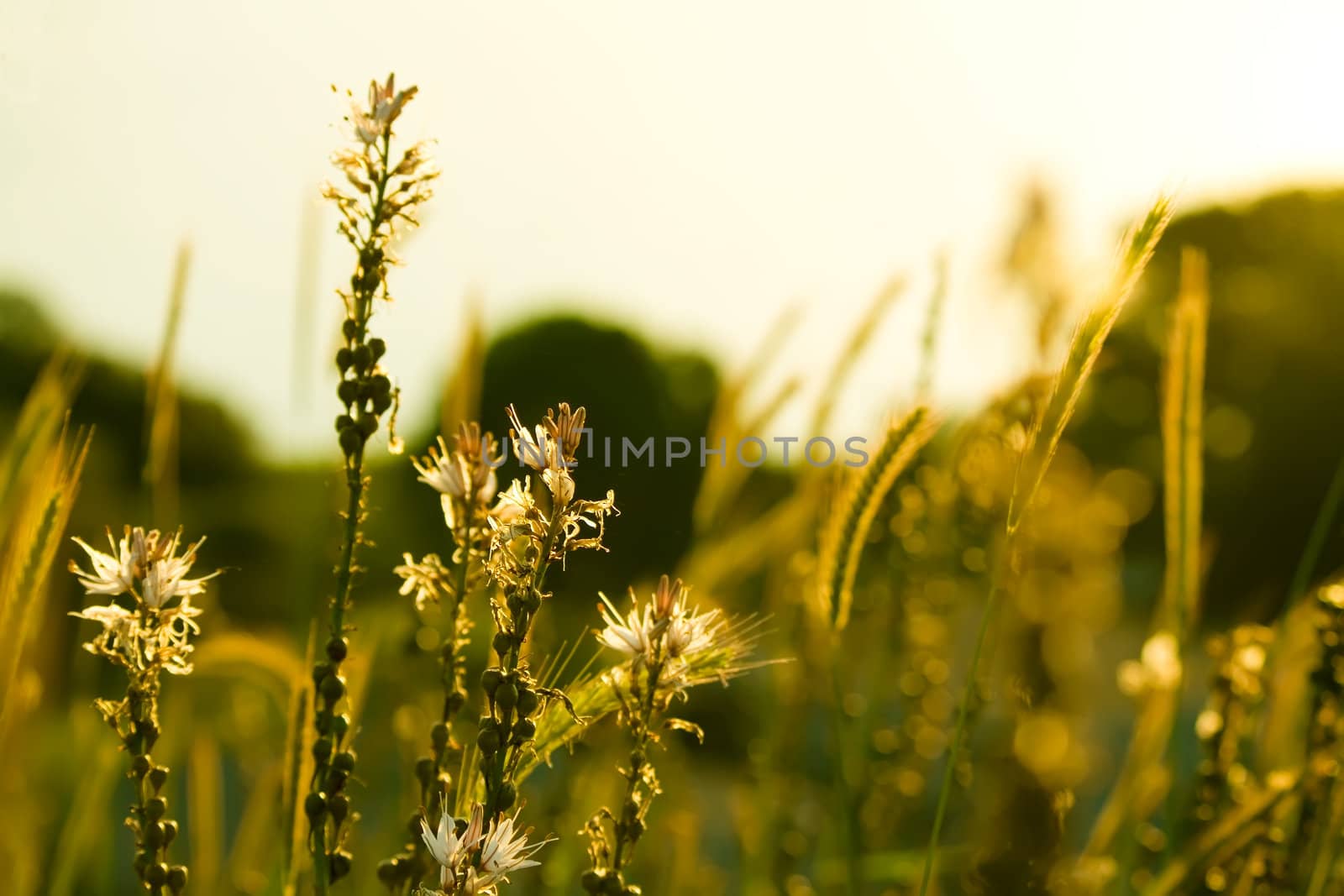 summer flowers and grass stalks in early morning sunshine