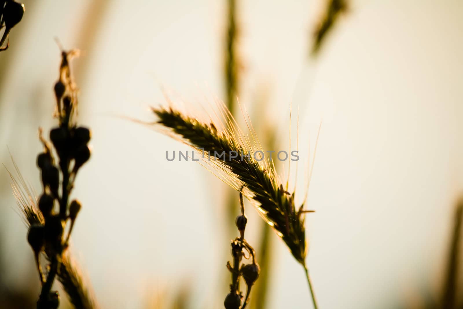 summer flowers and grass stalks by nubephoto