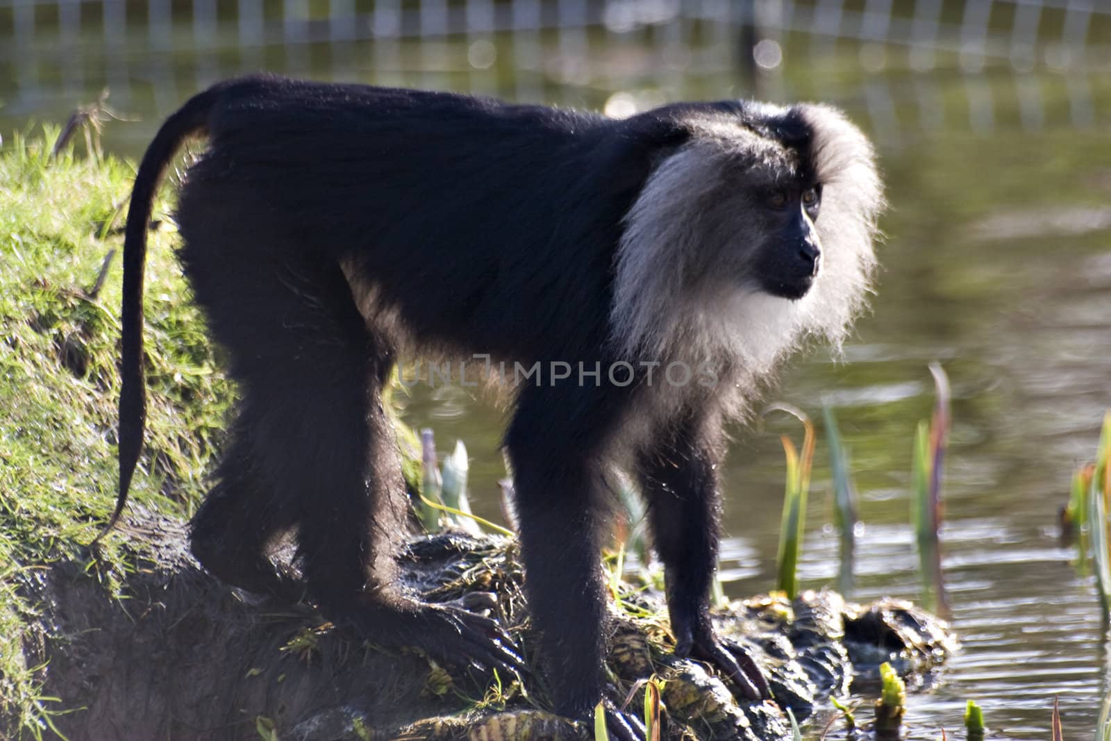 A lion taile macaque (wanderoo Macaca silenus) standing by water
