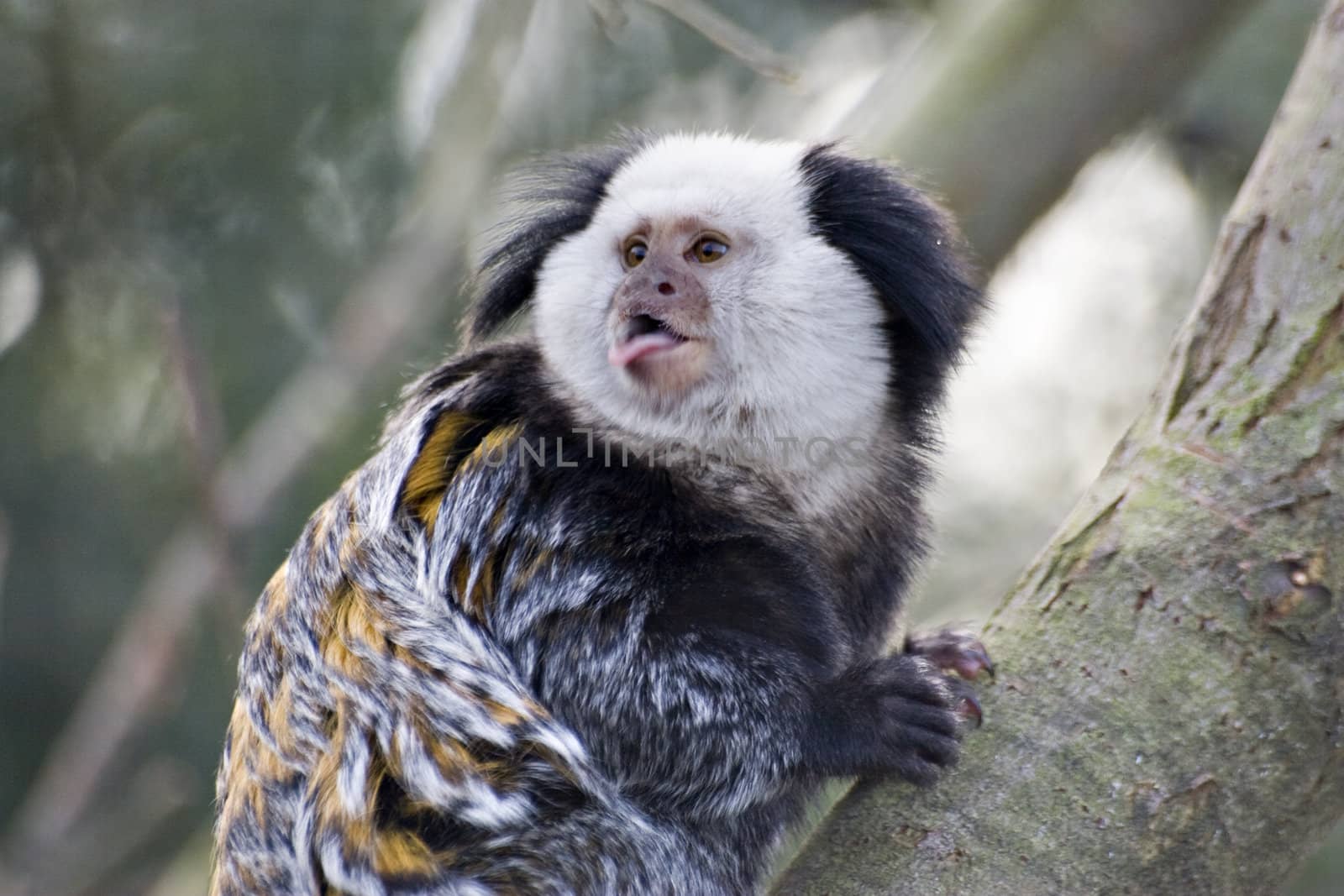 A marmoset sitting on a branch