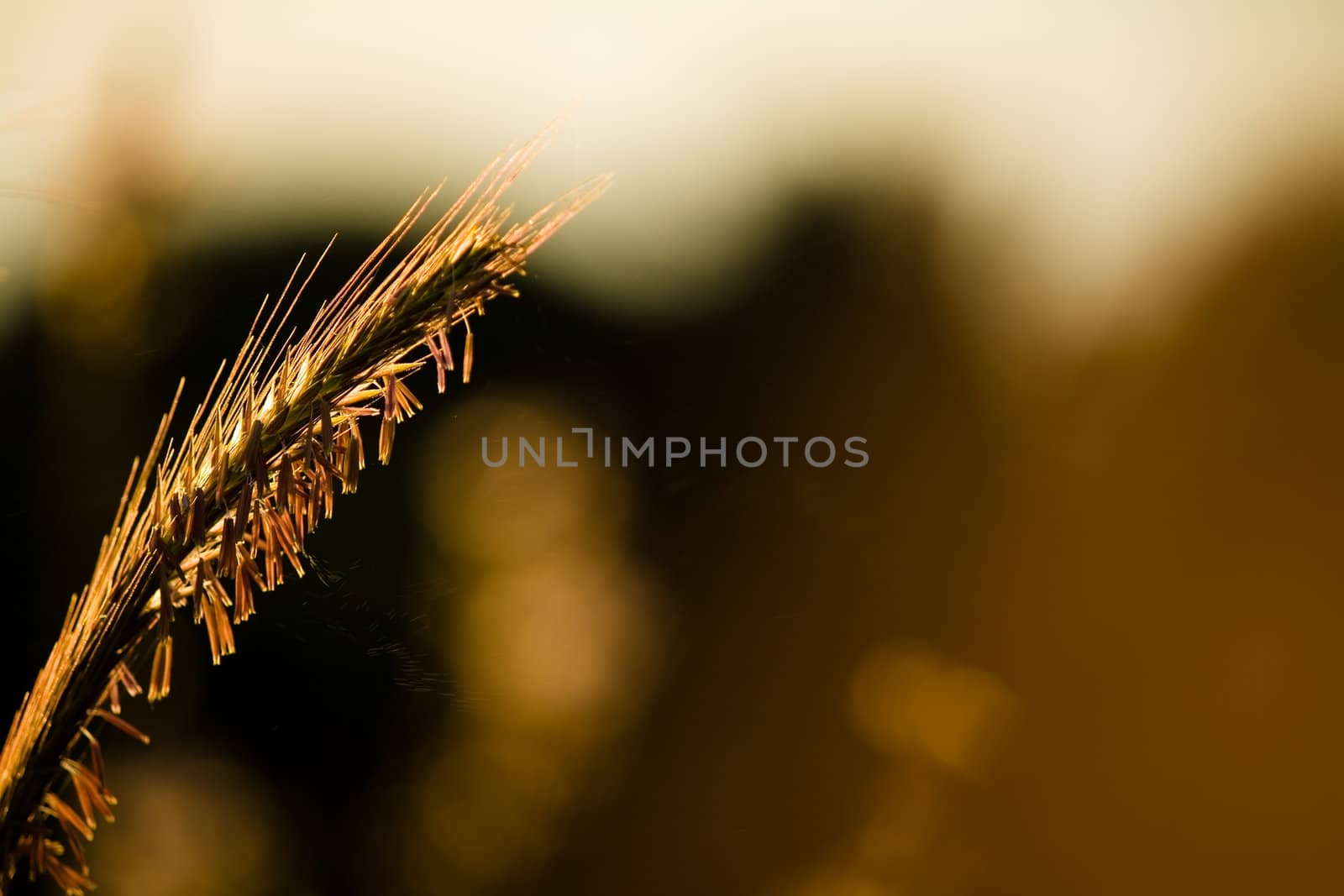grass stalk bathed in early morning sunshine