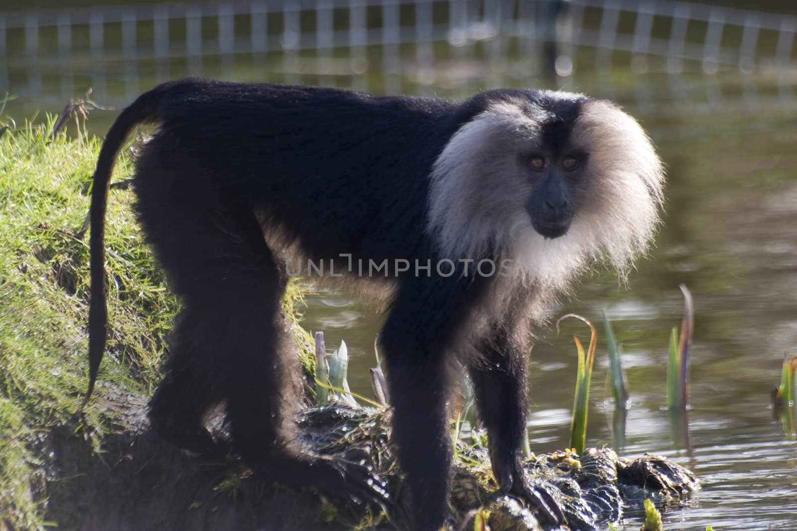 A lion tailed macaque (wanderoo Macaca silenus) standing by water