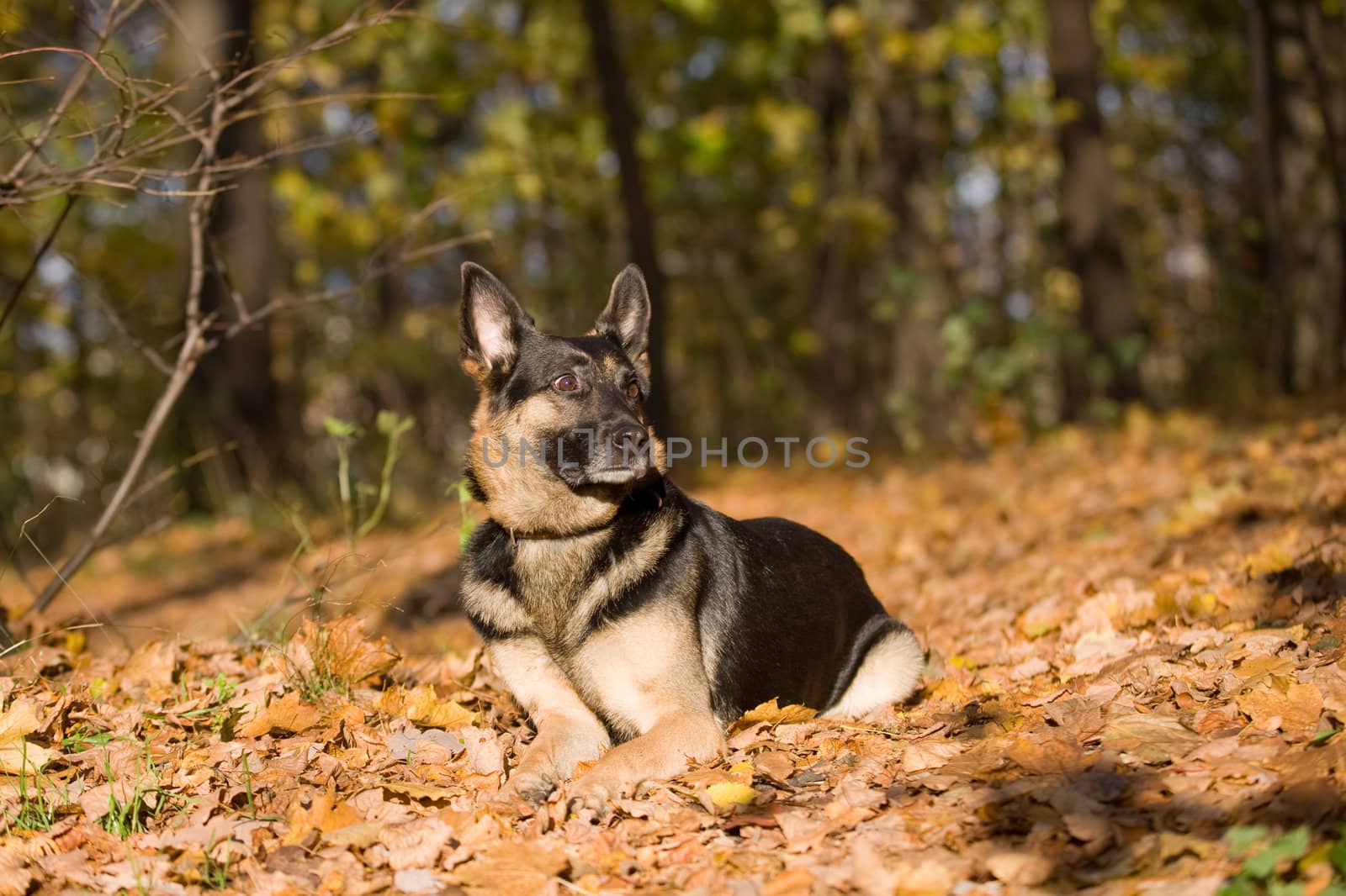 Lying mongrel dog in autumn forest 
