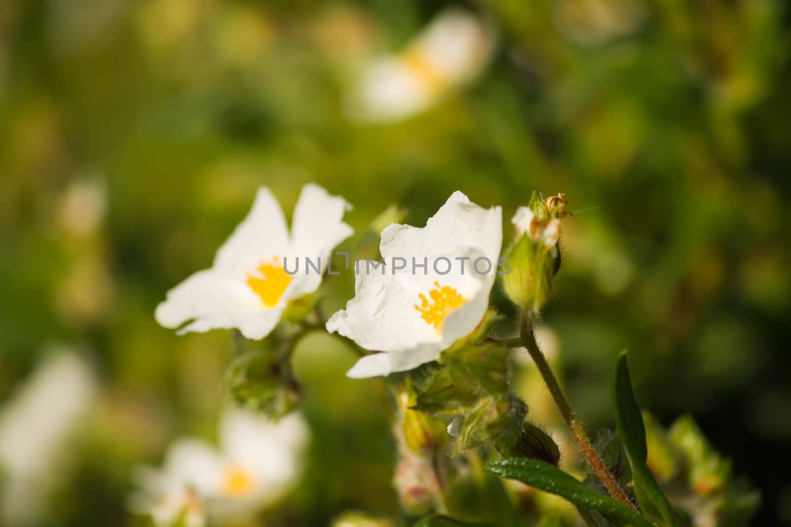 summer flowers in early morning sunshine