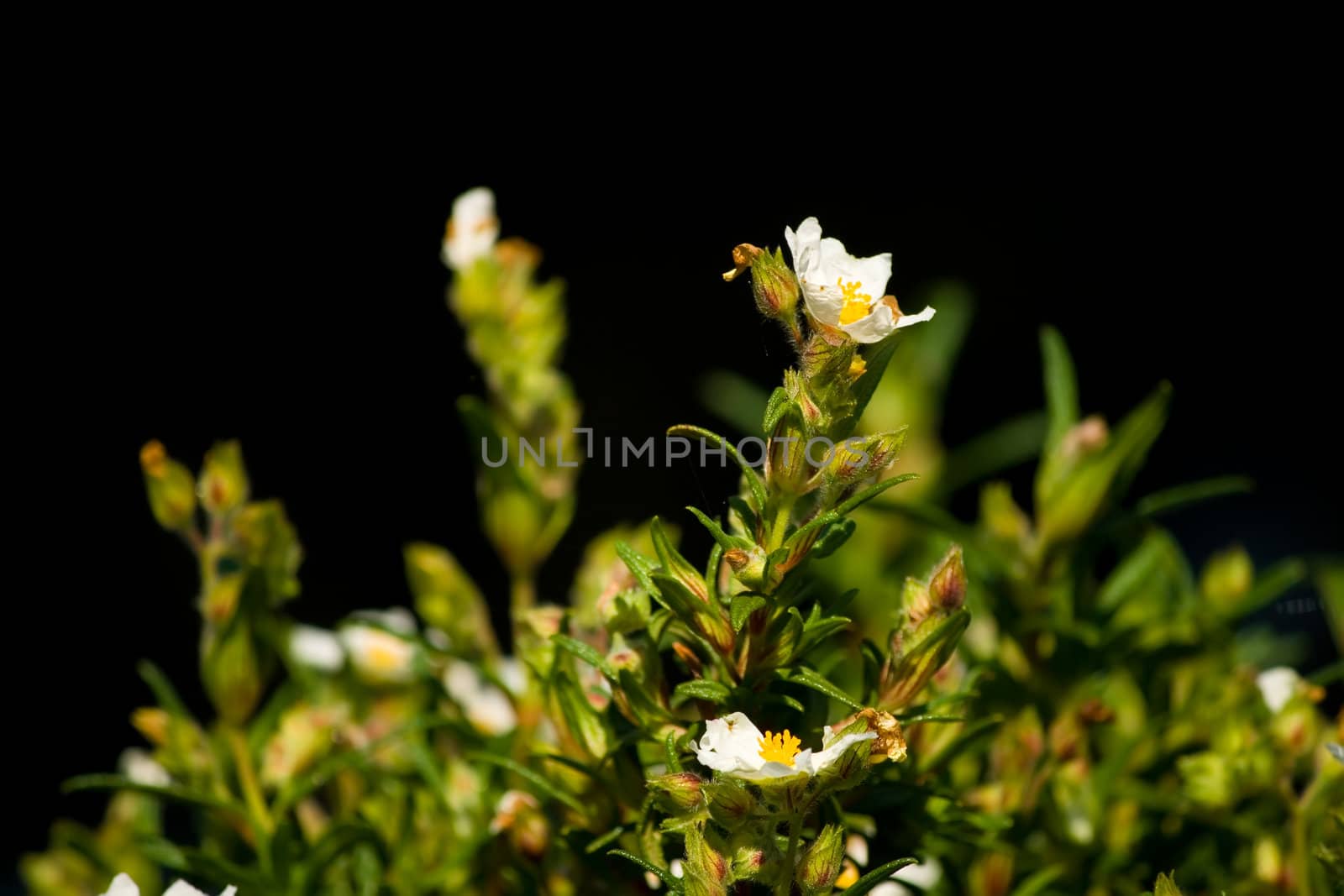 summer flowers in early morning sunshine