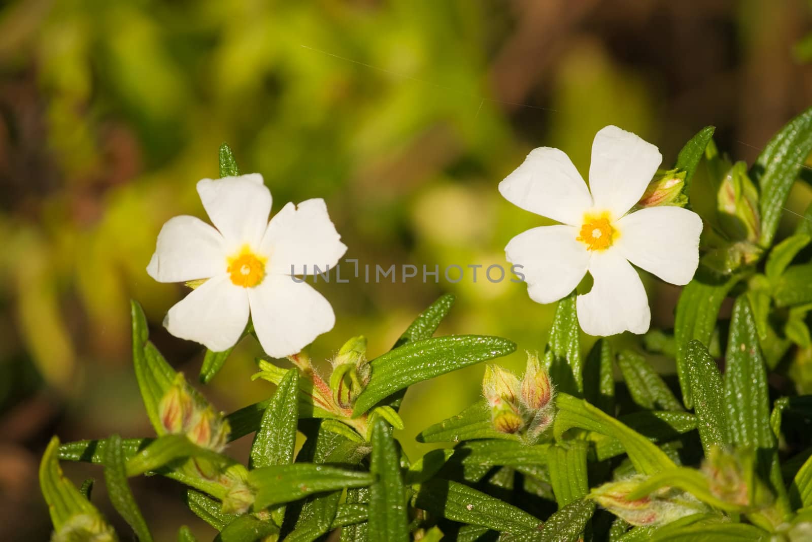 summer flowers in early morning sunshine