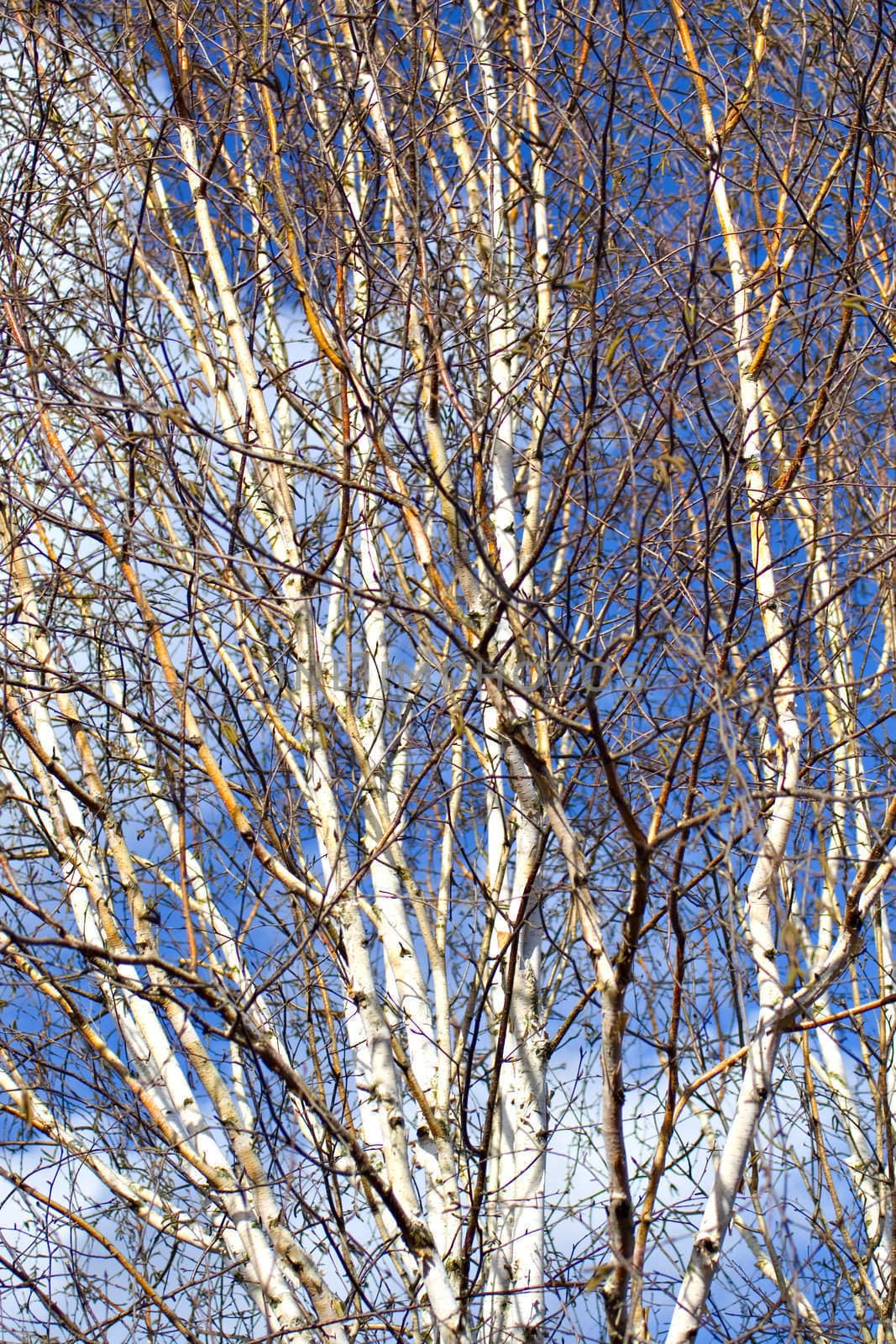 Silver birch trees against a blue sky