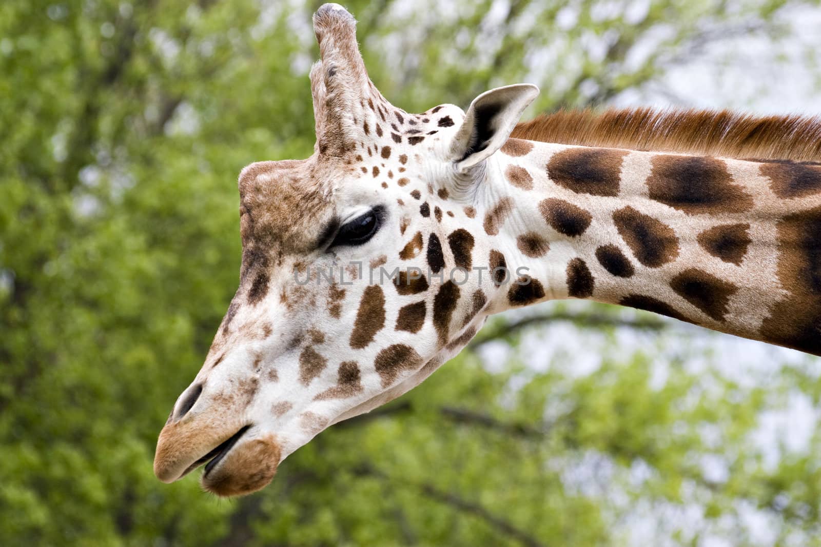A close up of a giraffe