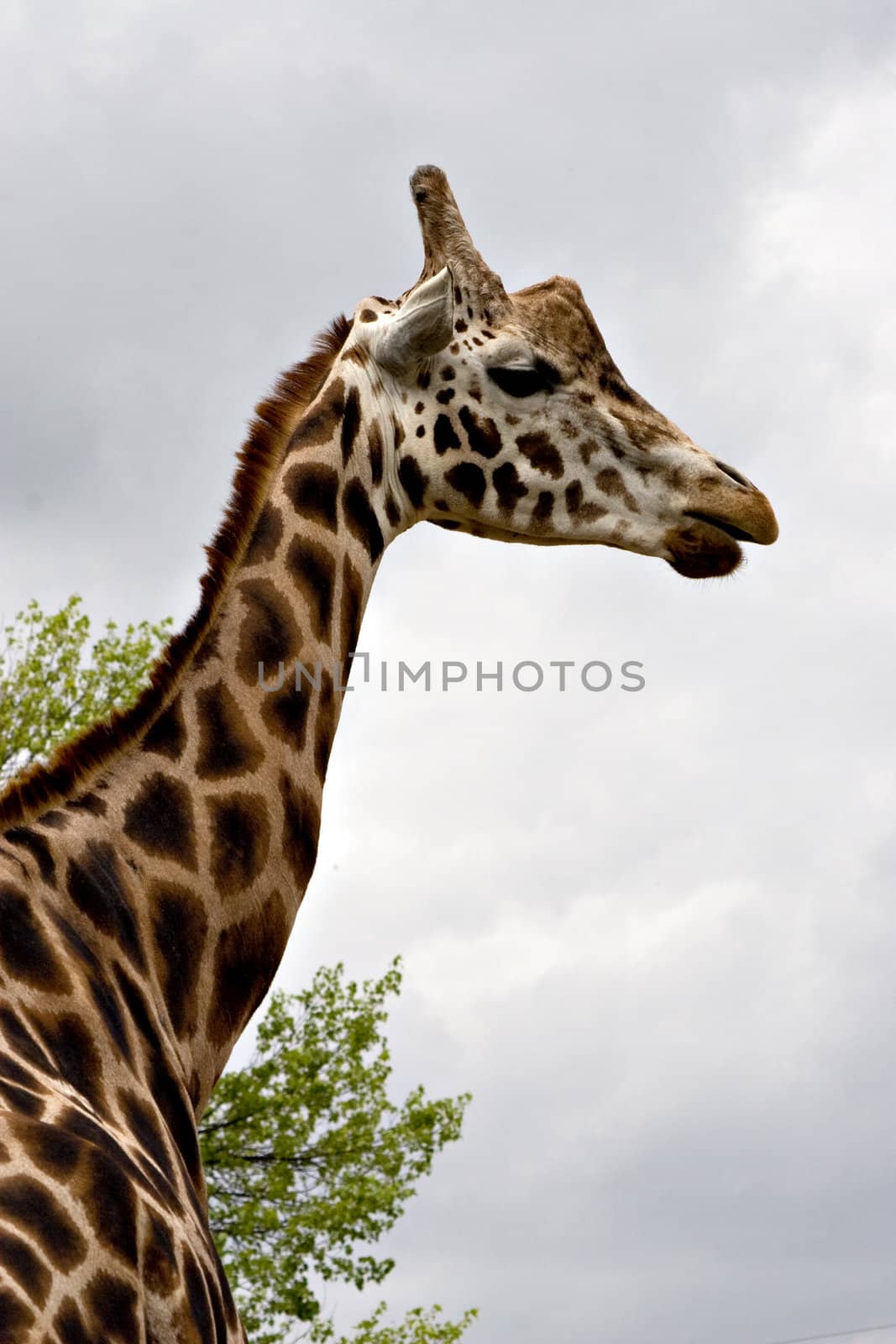 A giraffe seen from behind