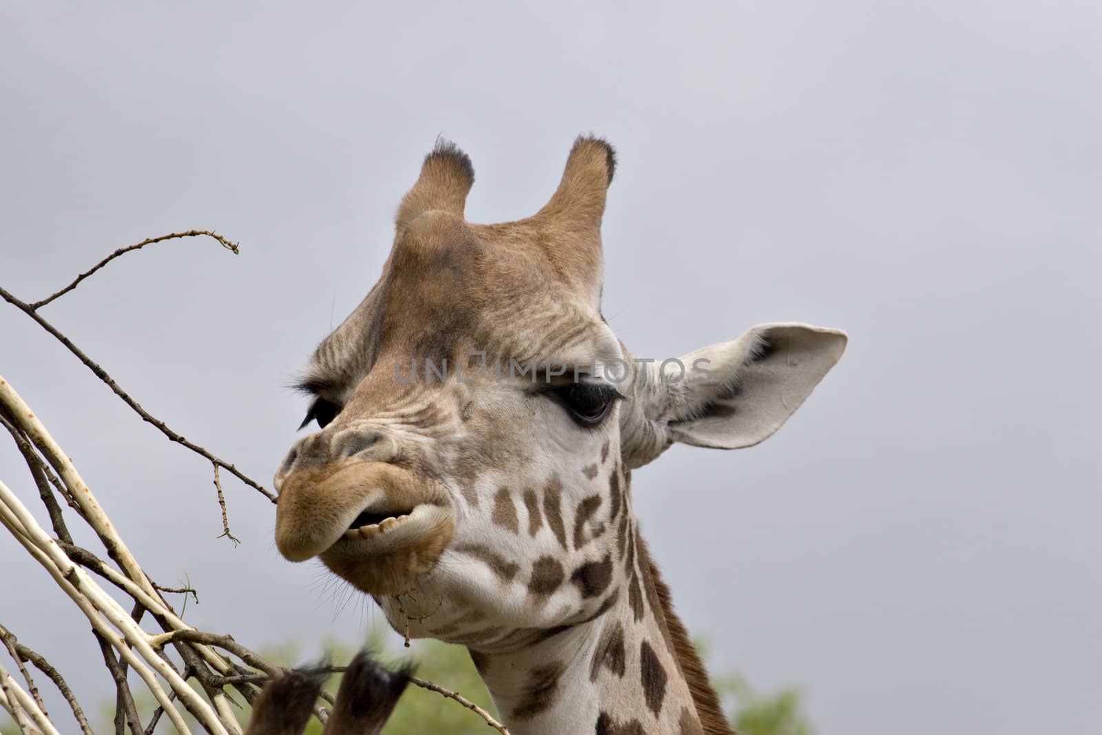 A close up of a giraffe