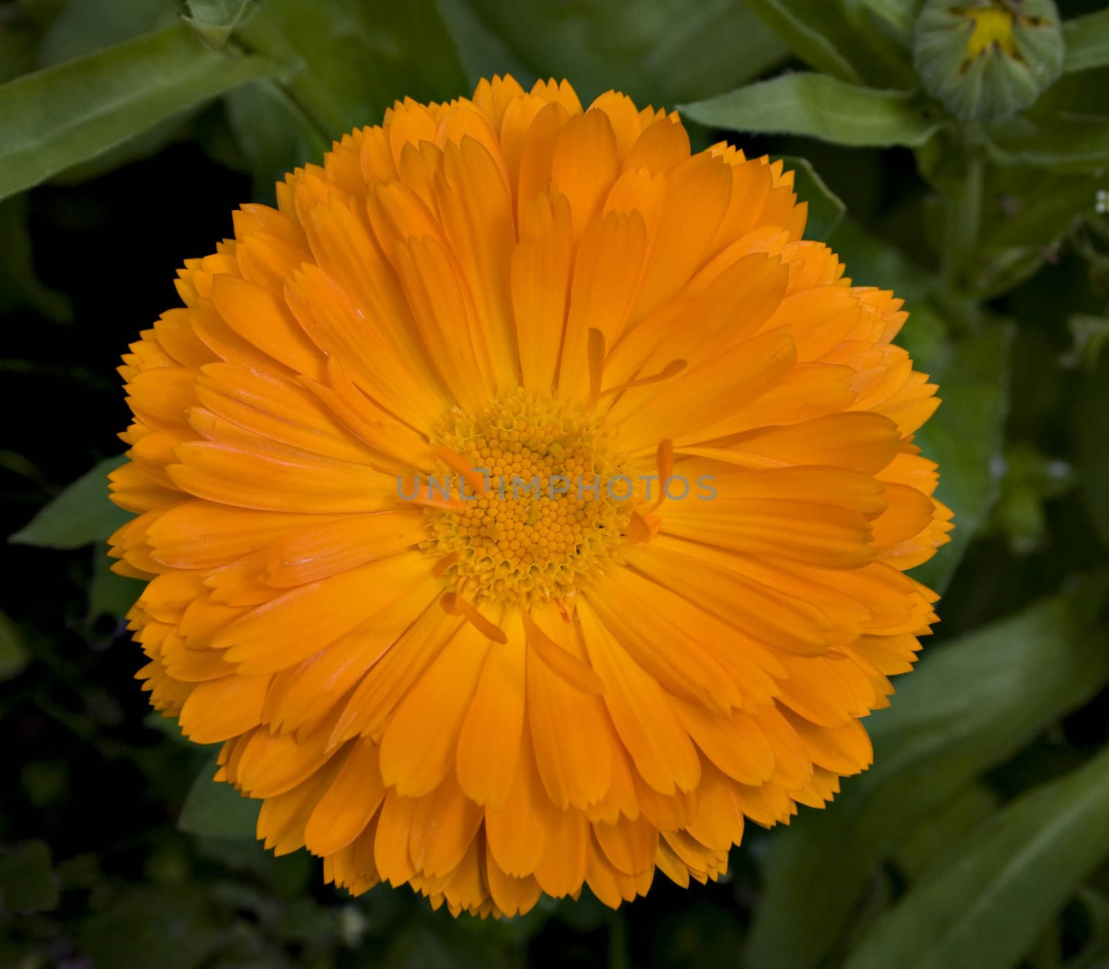 A brilliant orange callendula flower