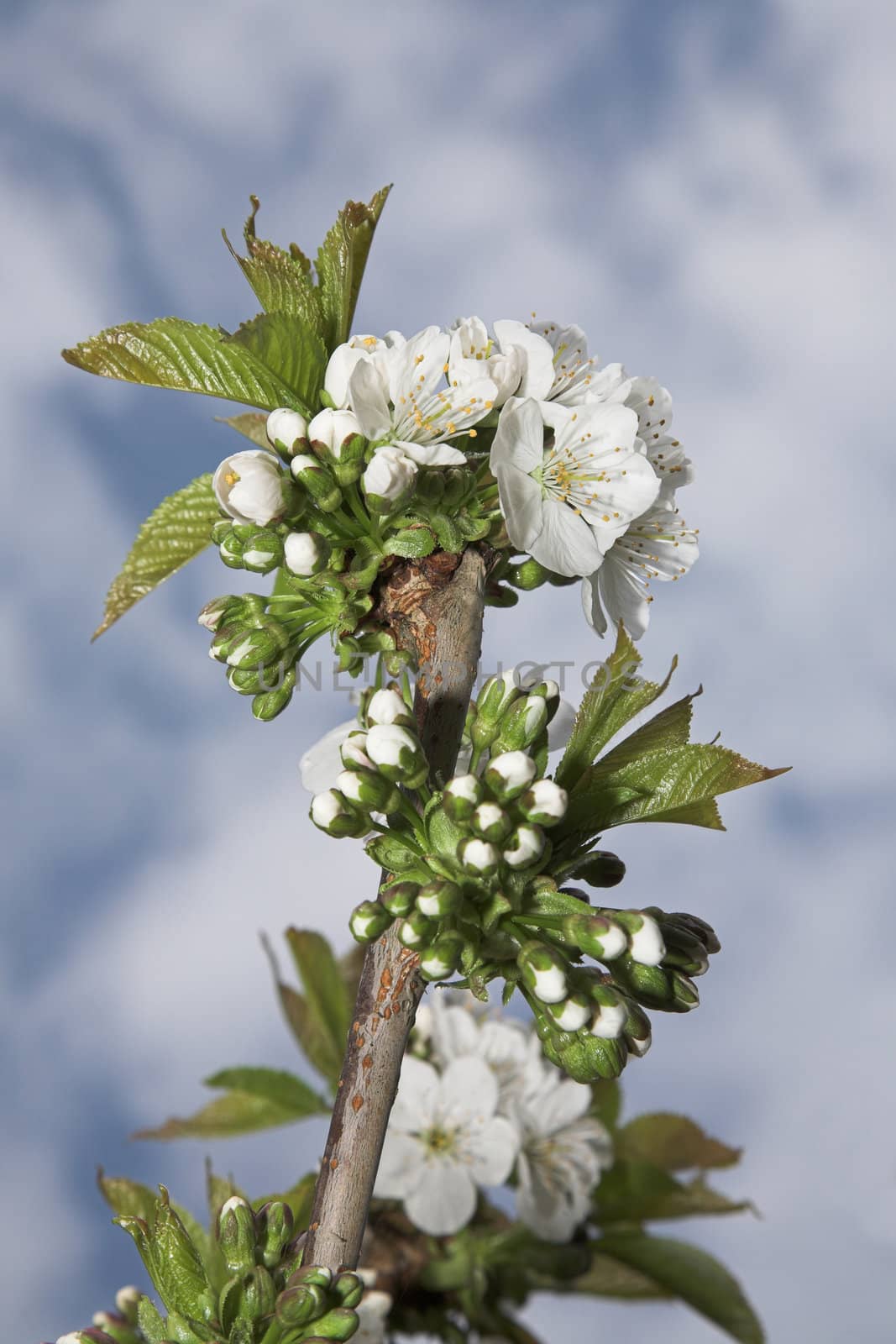 White Cherry Blossom by grandaded