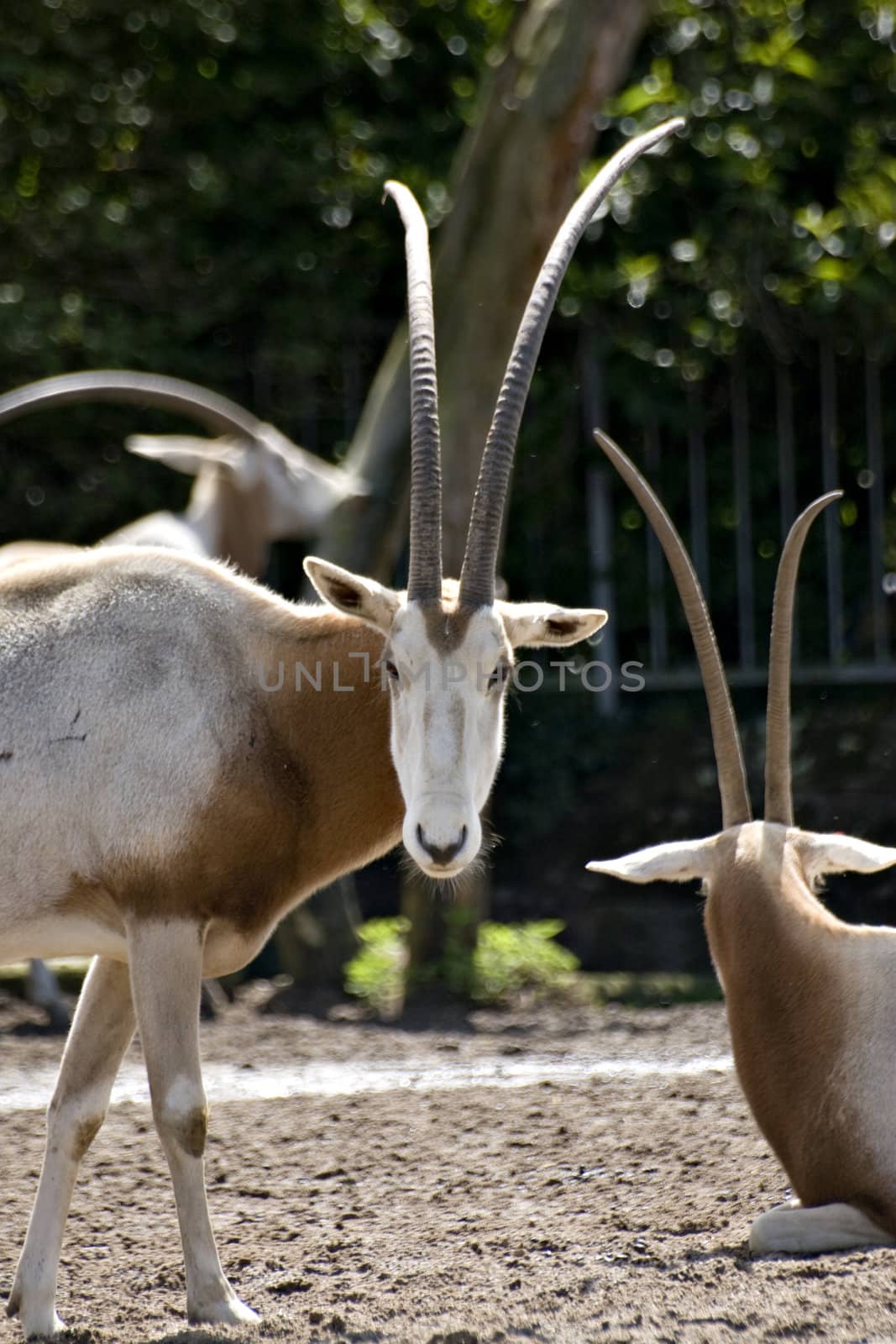 Arabian oryx looking at the camera