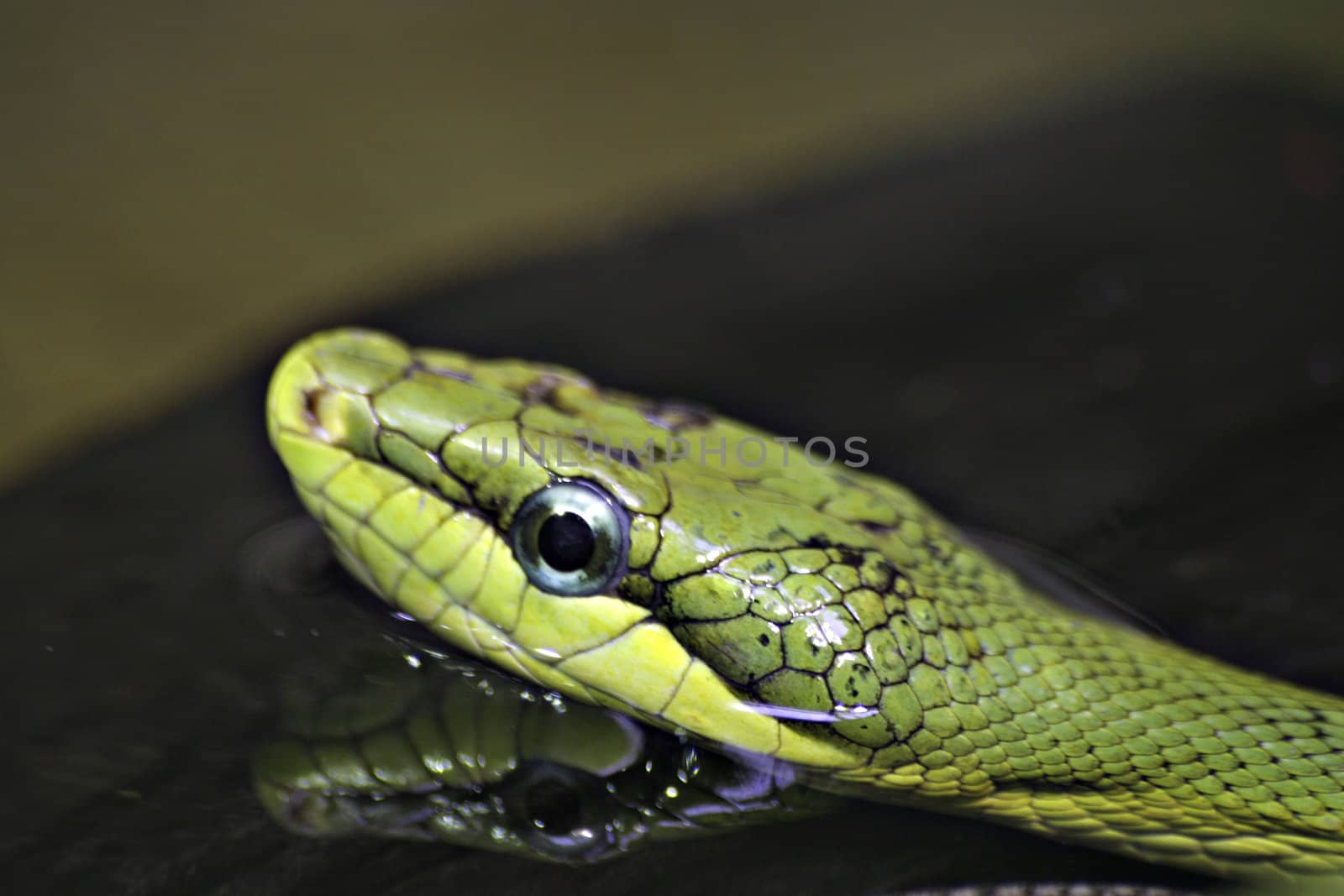 A close up of a green snake swimming