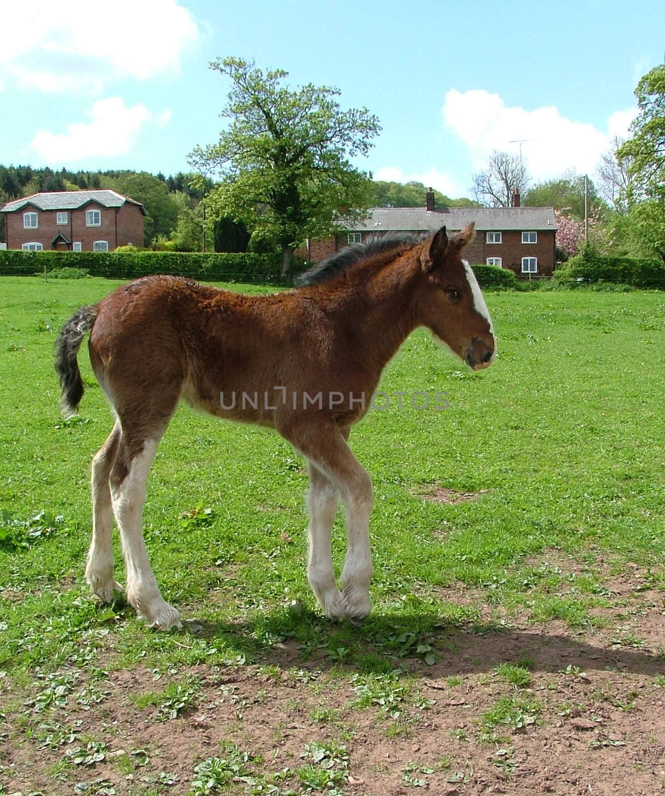 A young Shire horse foal